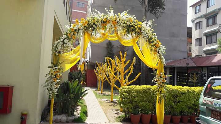 ficus lyatra fiddle fig