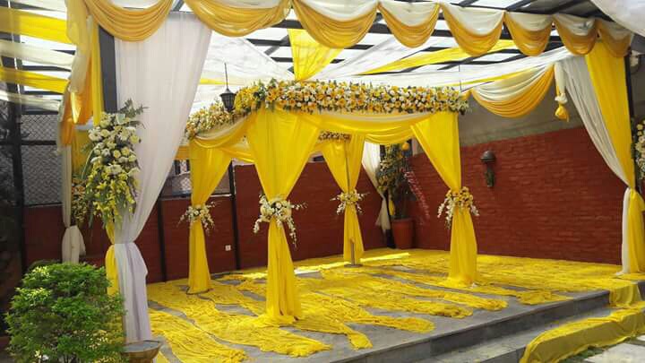 ficus lyatra fiddle fig