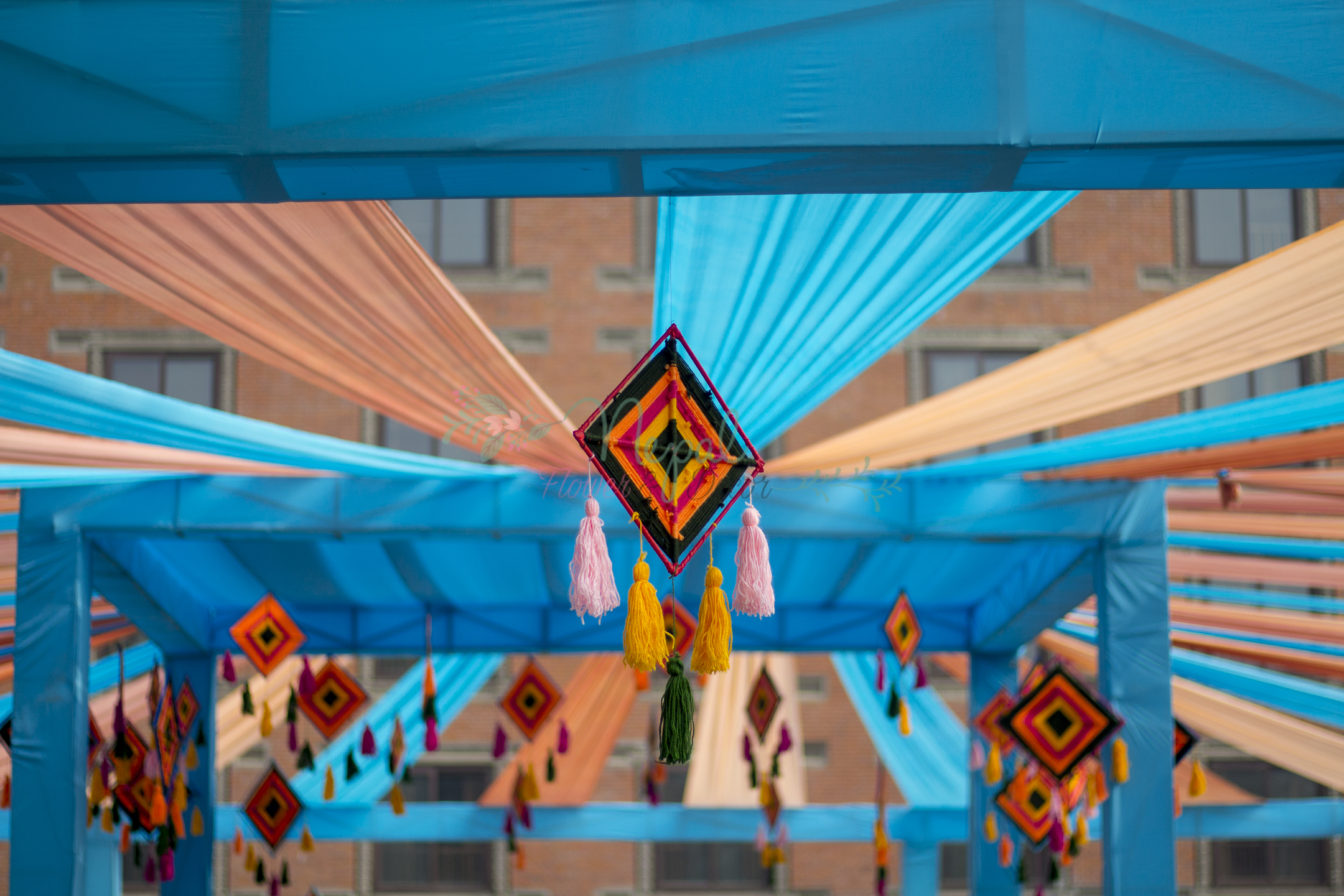 ficus lyatra fiddle fig