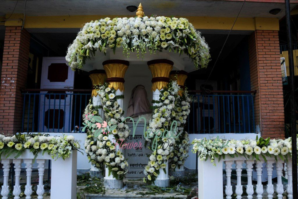 ficus lyatra fiddle fig