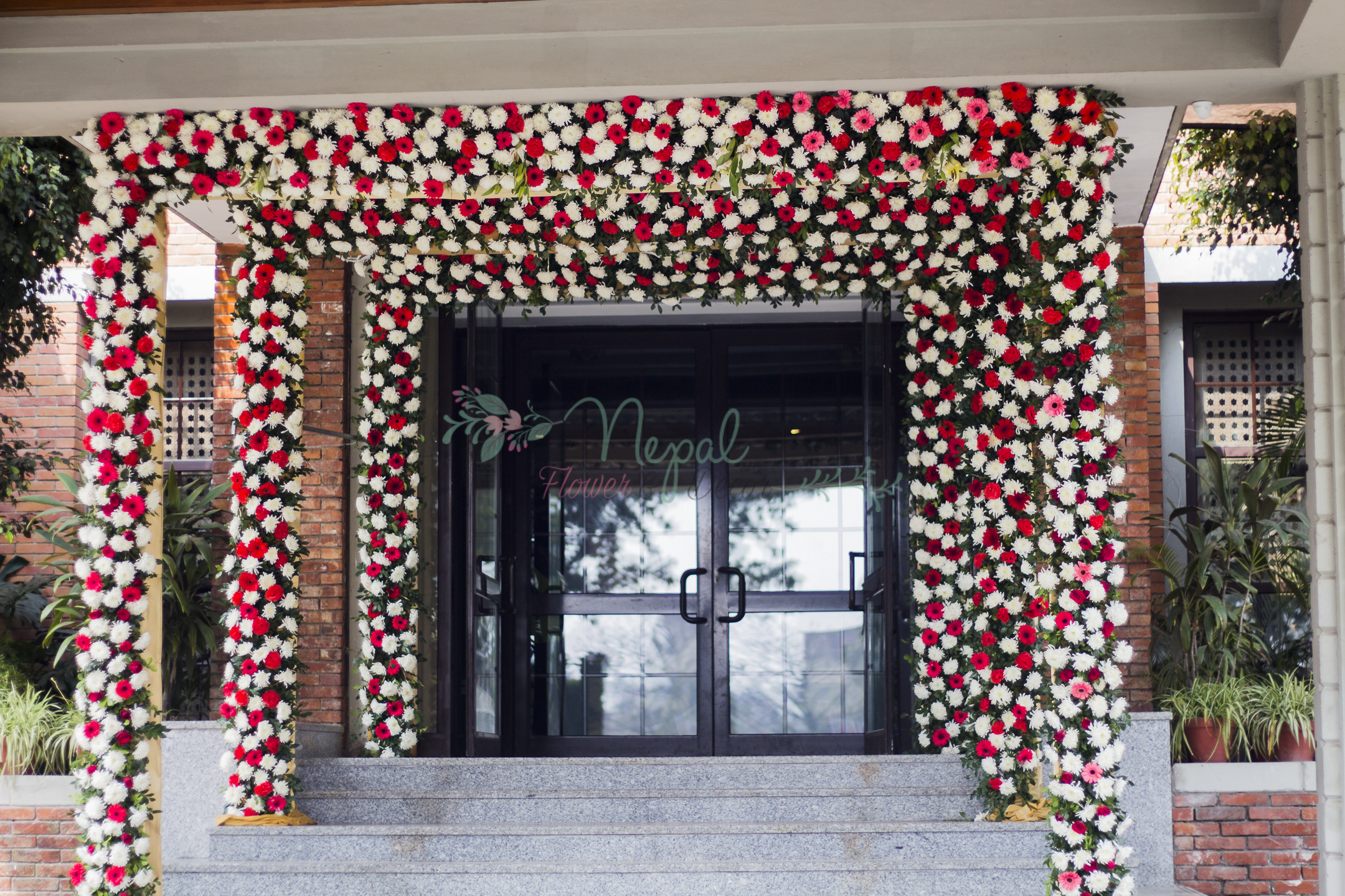 ficus lyatra fiddle fig