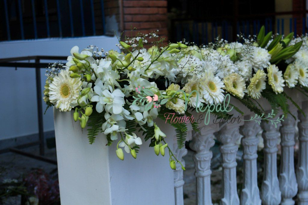 ficus lyatra fiddle fig