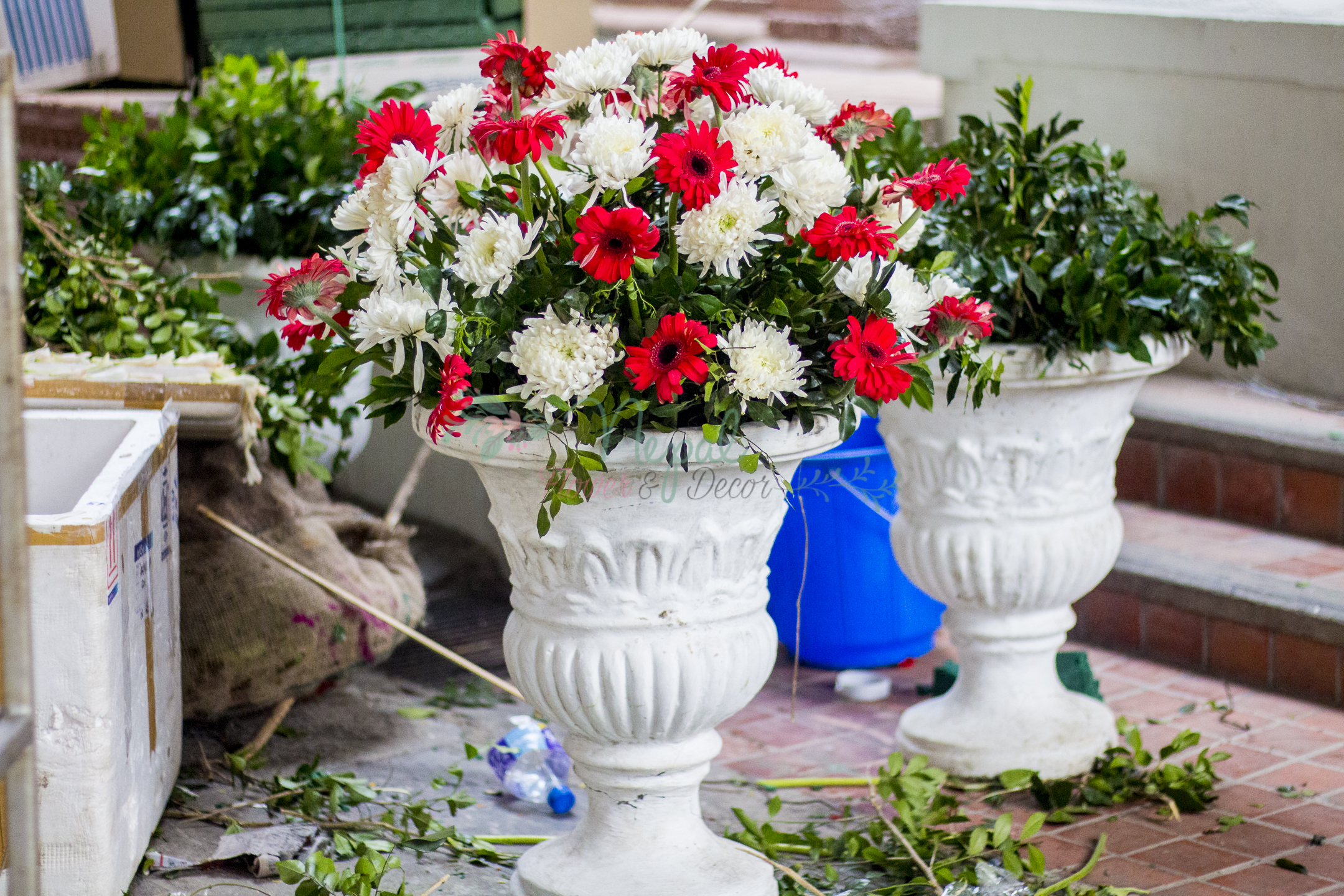 ficus lyatra fiddle fig