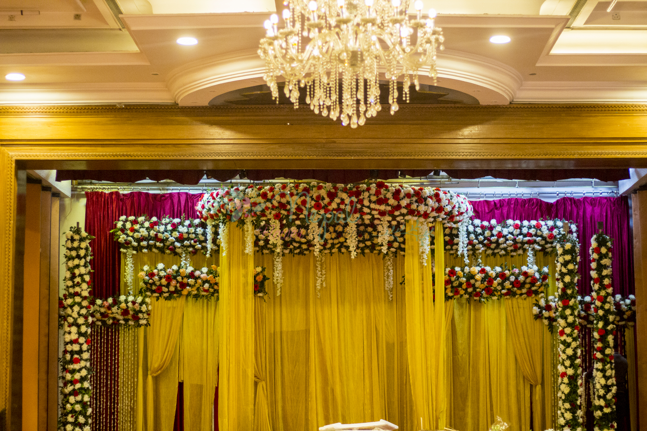 ficus lyatra fiddle fig