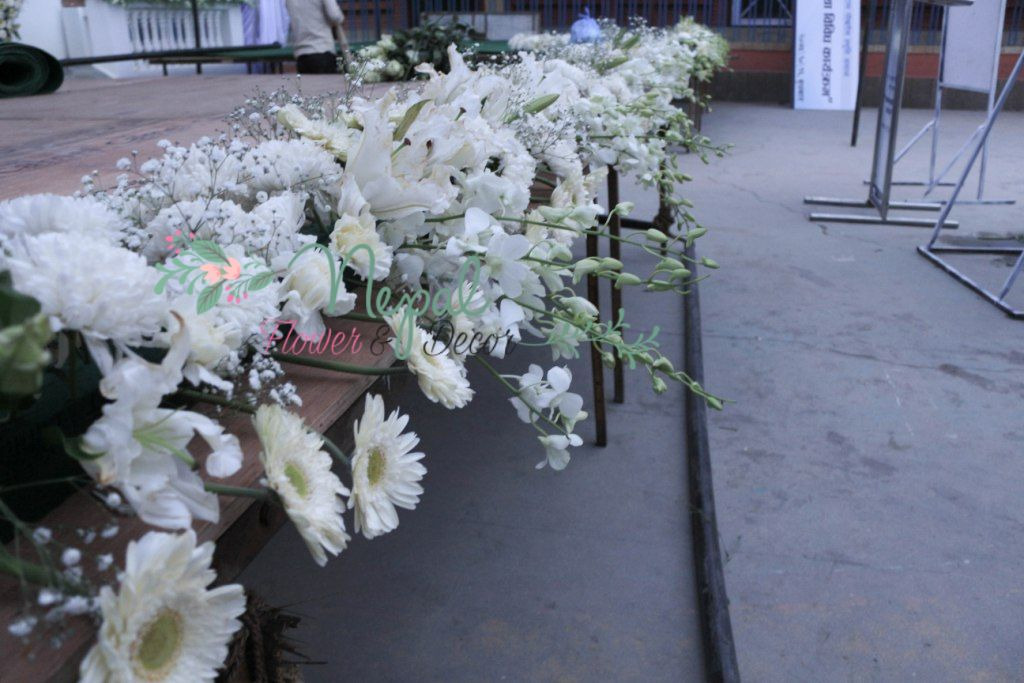 ficus lyatra fiddle fig