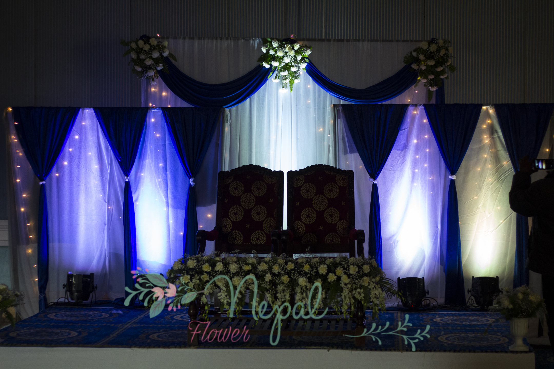 ficus lyatra fiddle fig