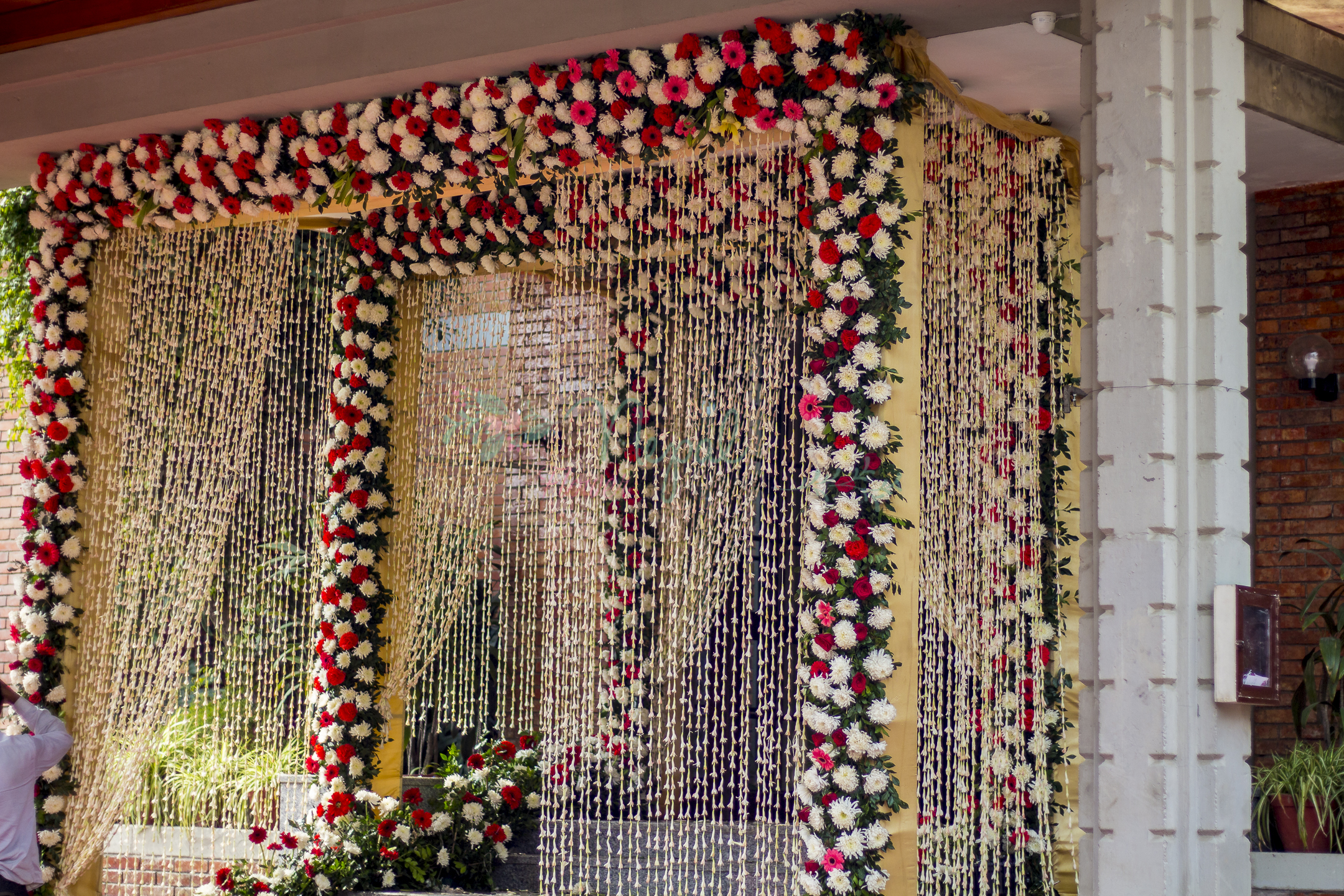 ficus lyatra fiddle fig