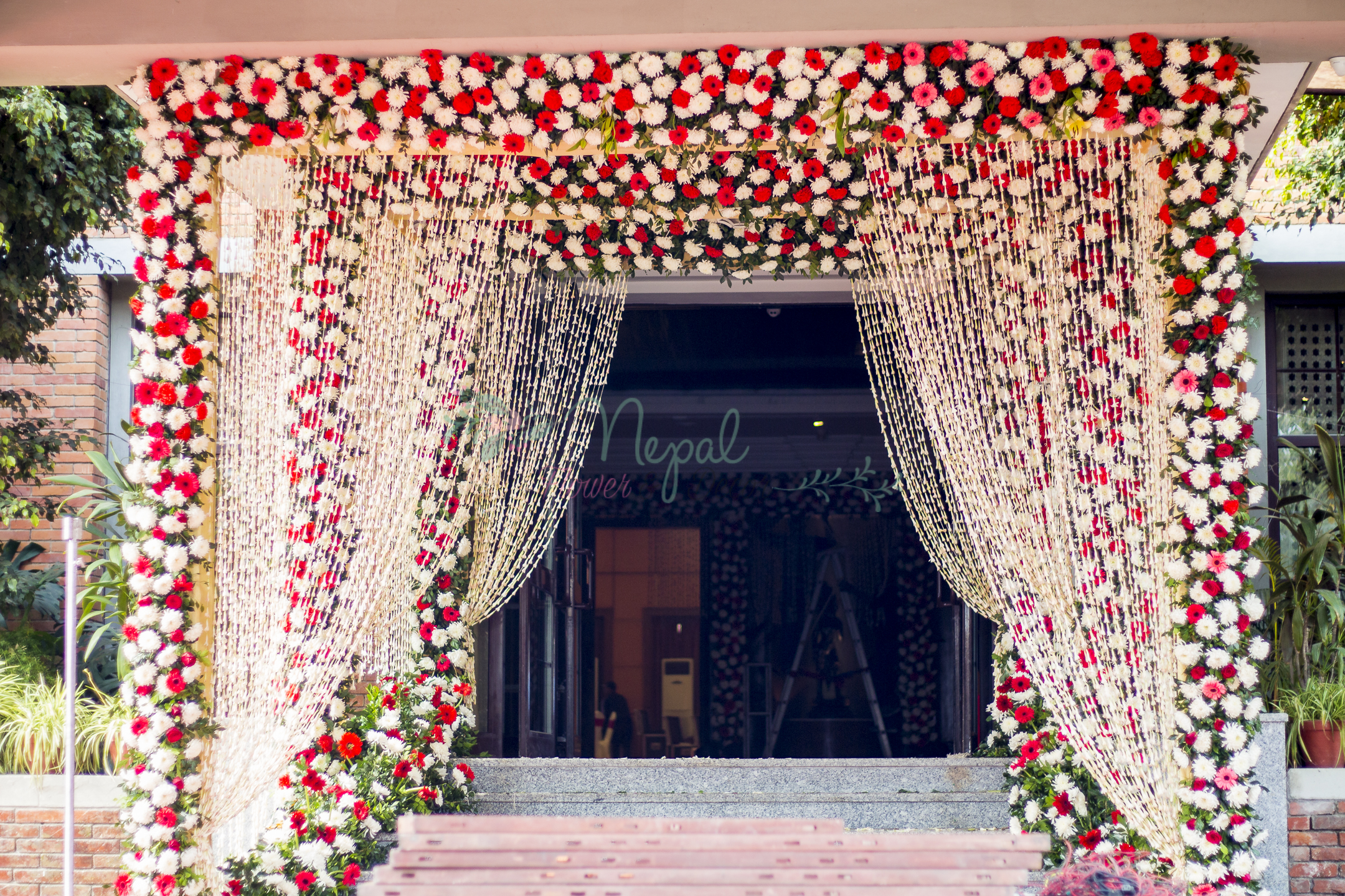 ficus lyatra fiddle fig