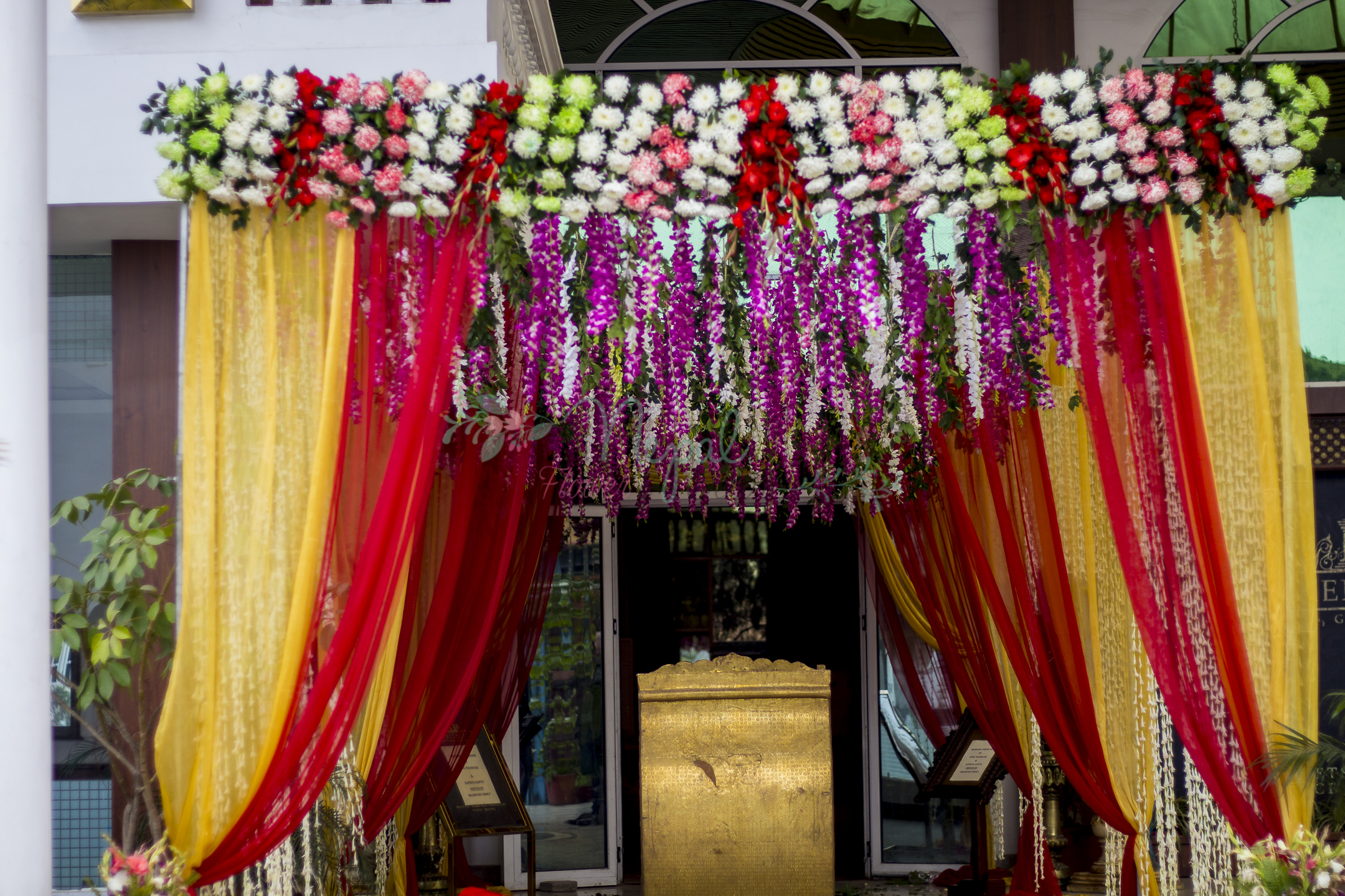 ficus lyatra fiddle fig