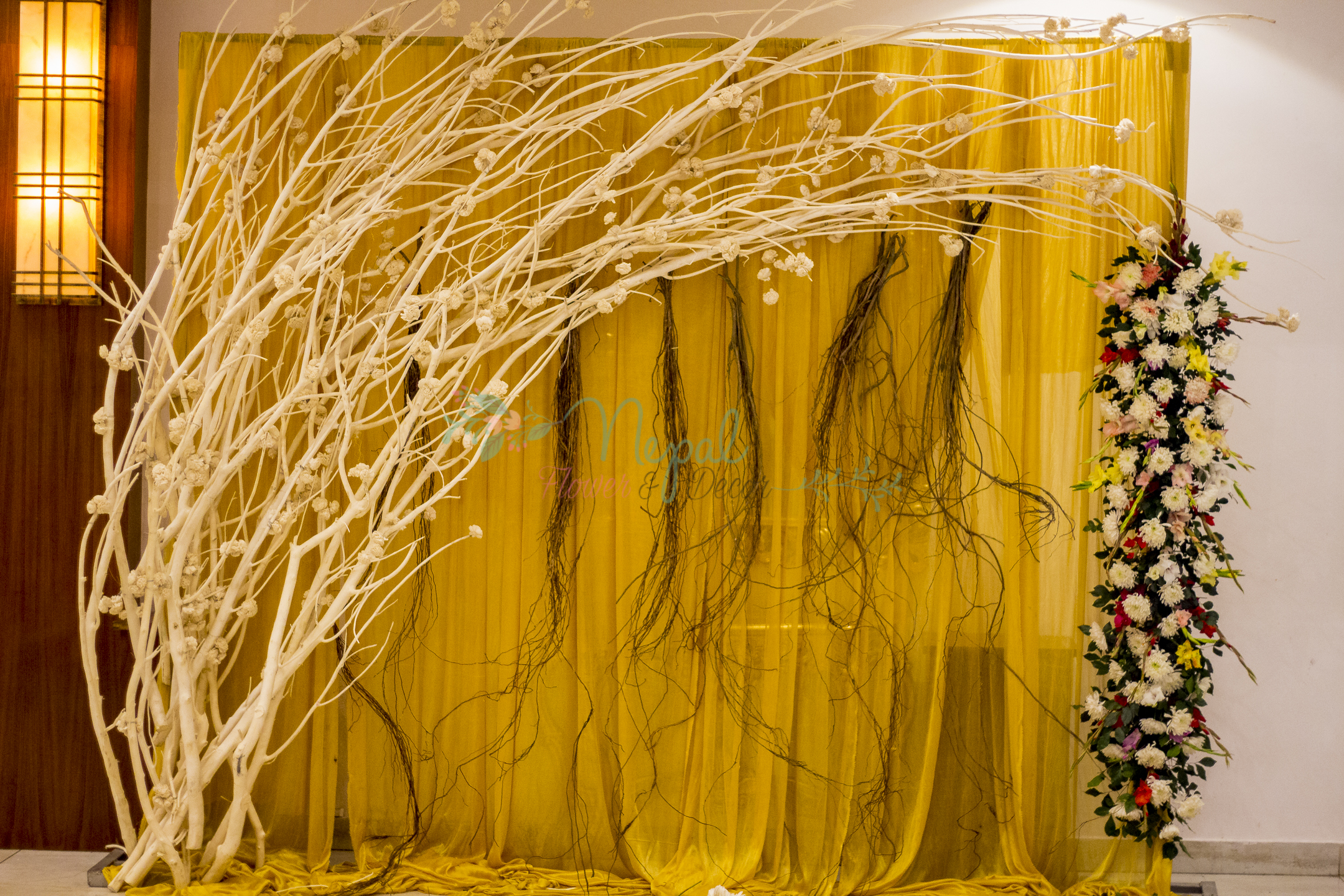 ficus lyatra fiddle fig