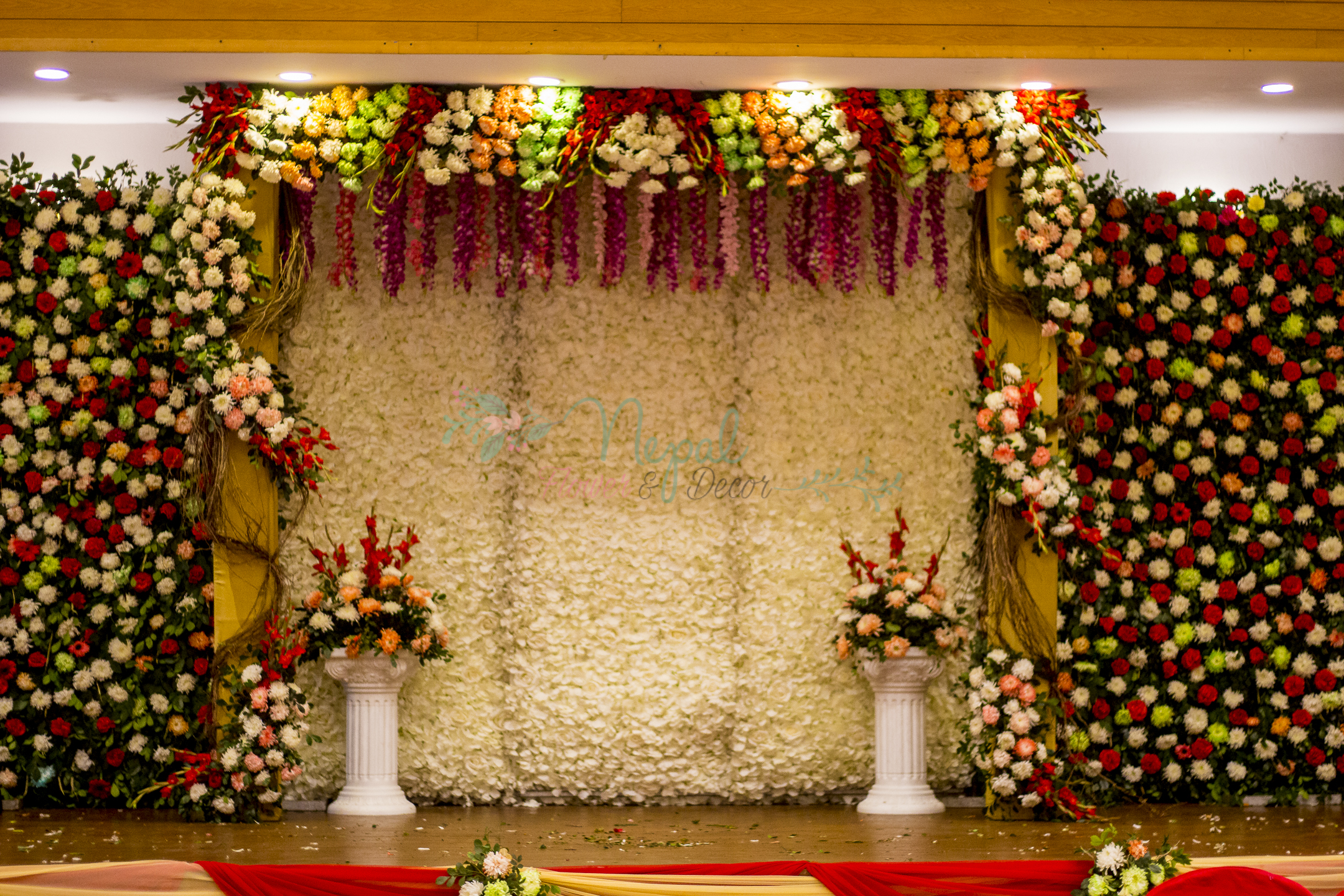 ficus lyatra fiddle fig