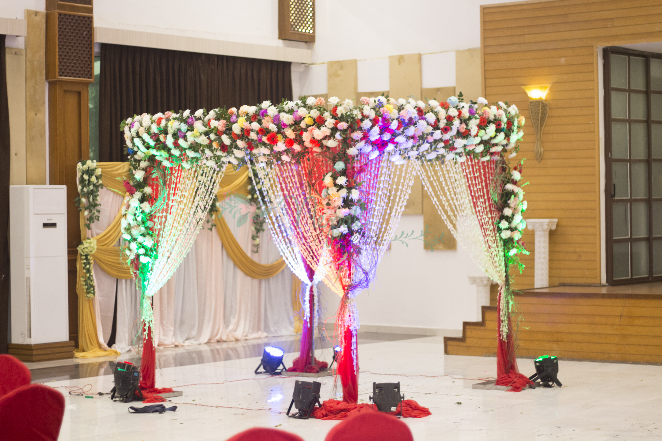 ficus lyatra fiddle fig