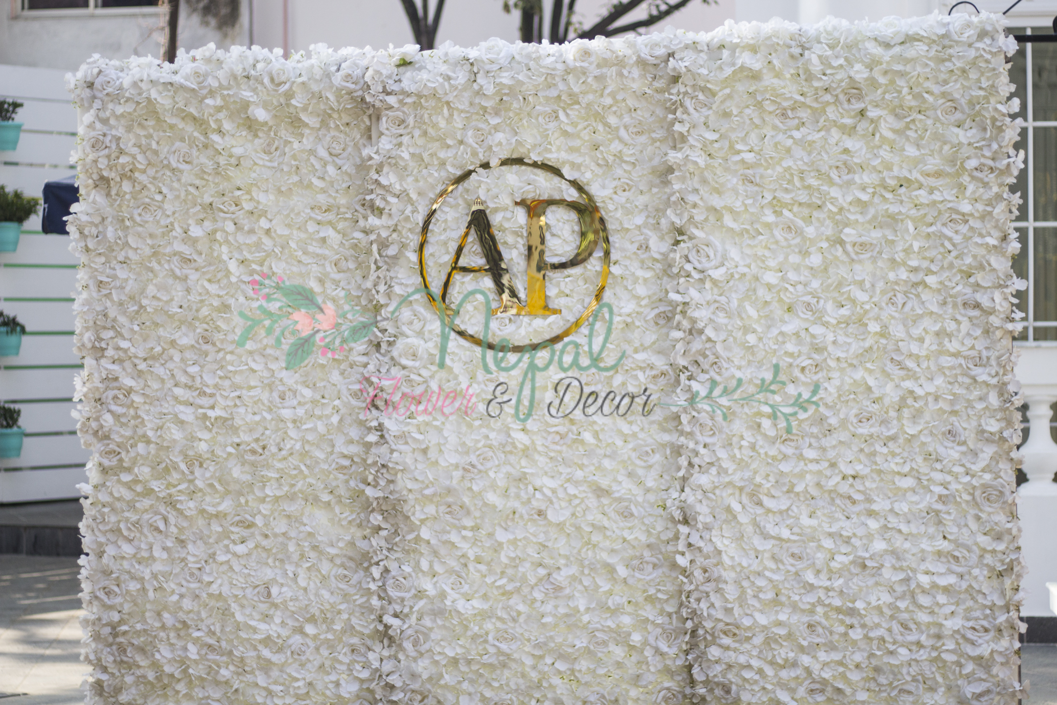 ficus lyatra fiddle fig