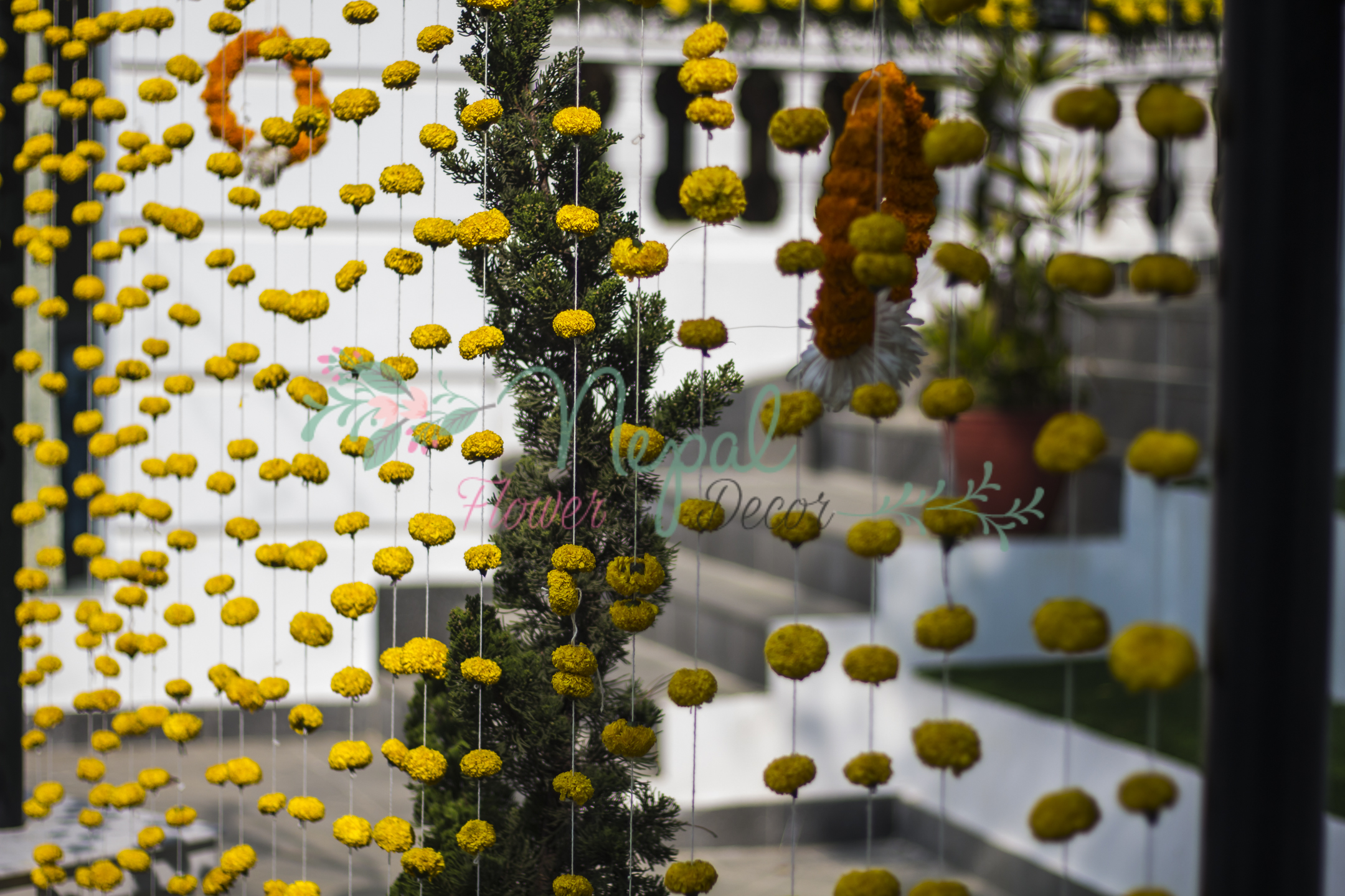 ficus lyatra fiddle fig