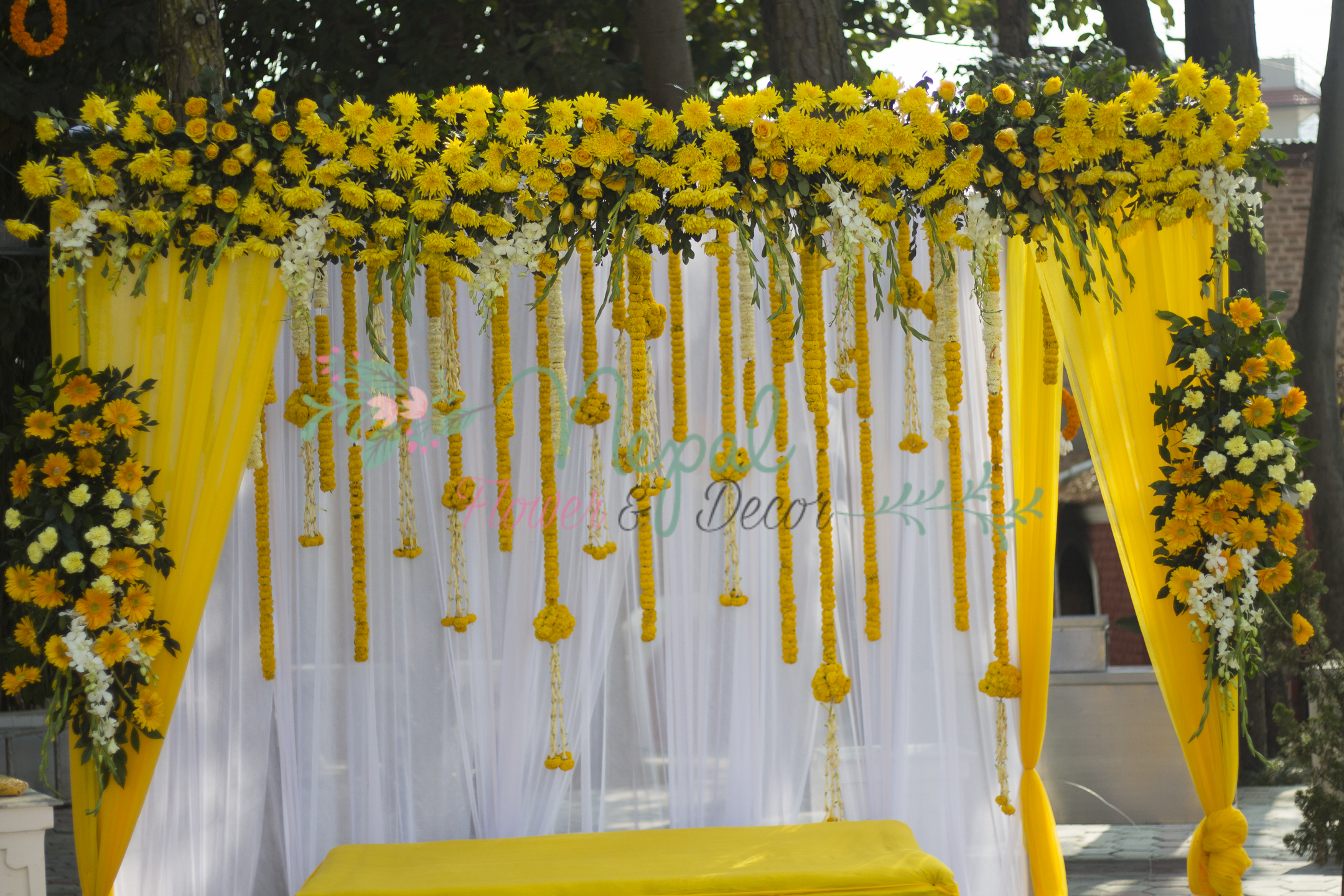 ficus lyatra fiddle fig