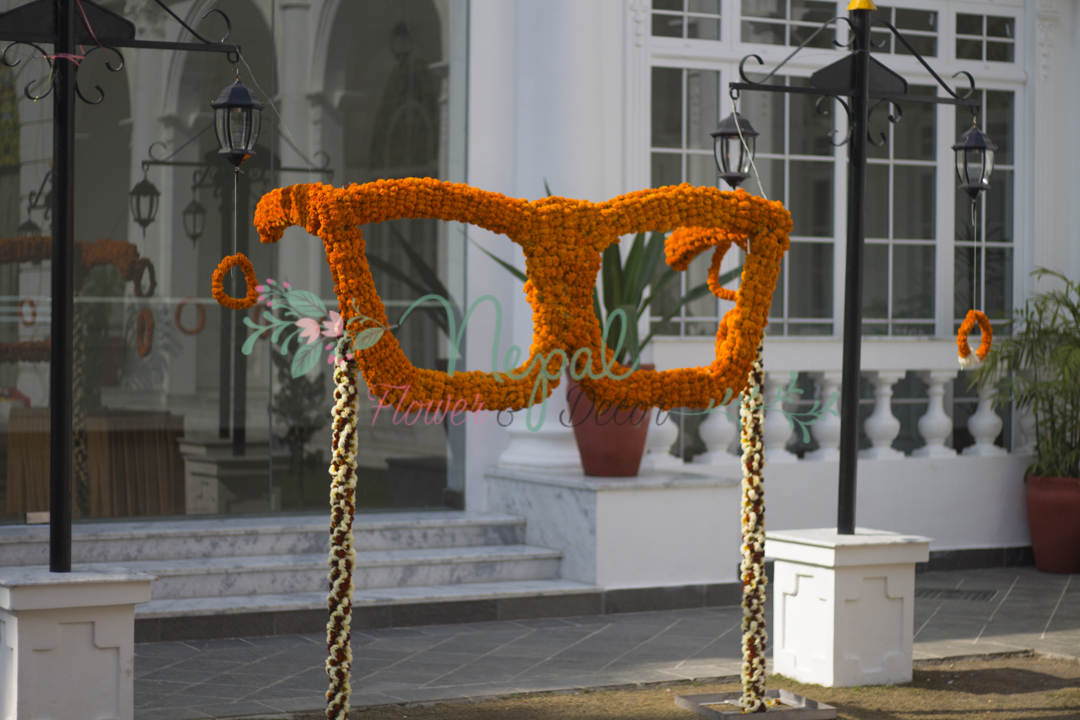 ficus lyatra fiddle fig