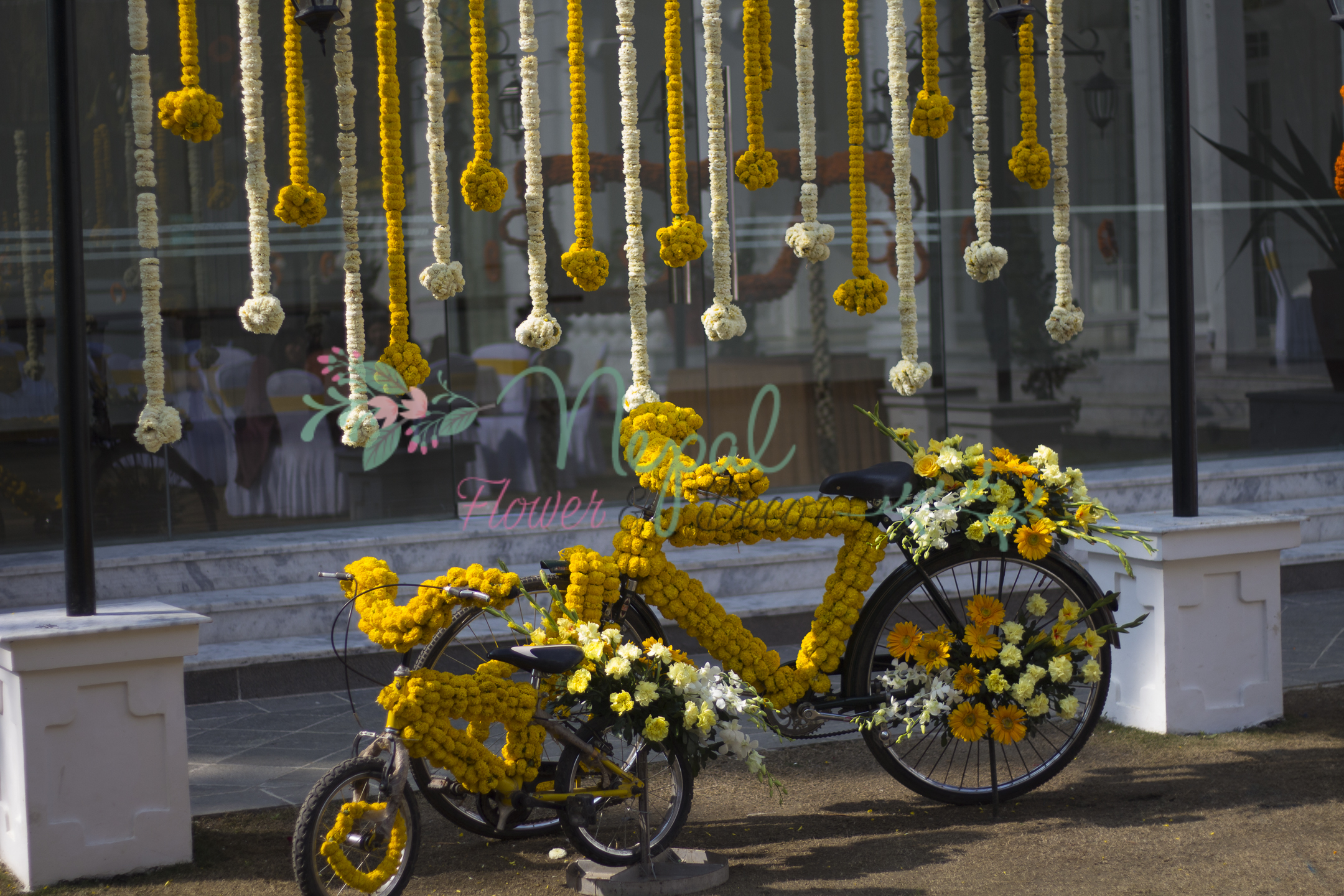 ficus lyatra fiddle fig