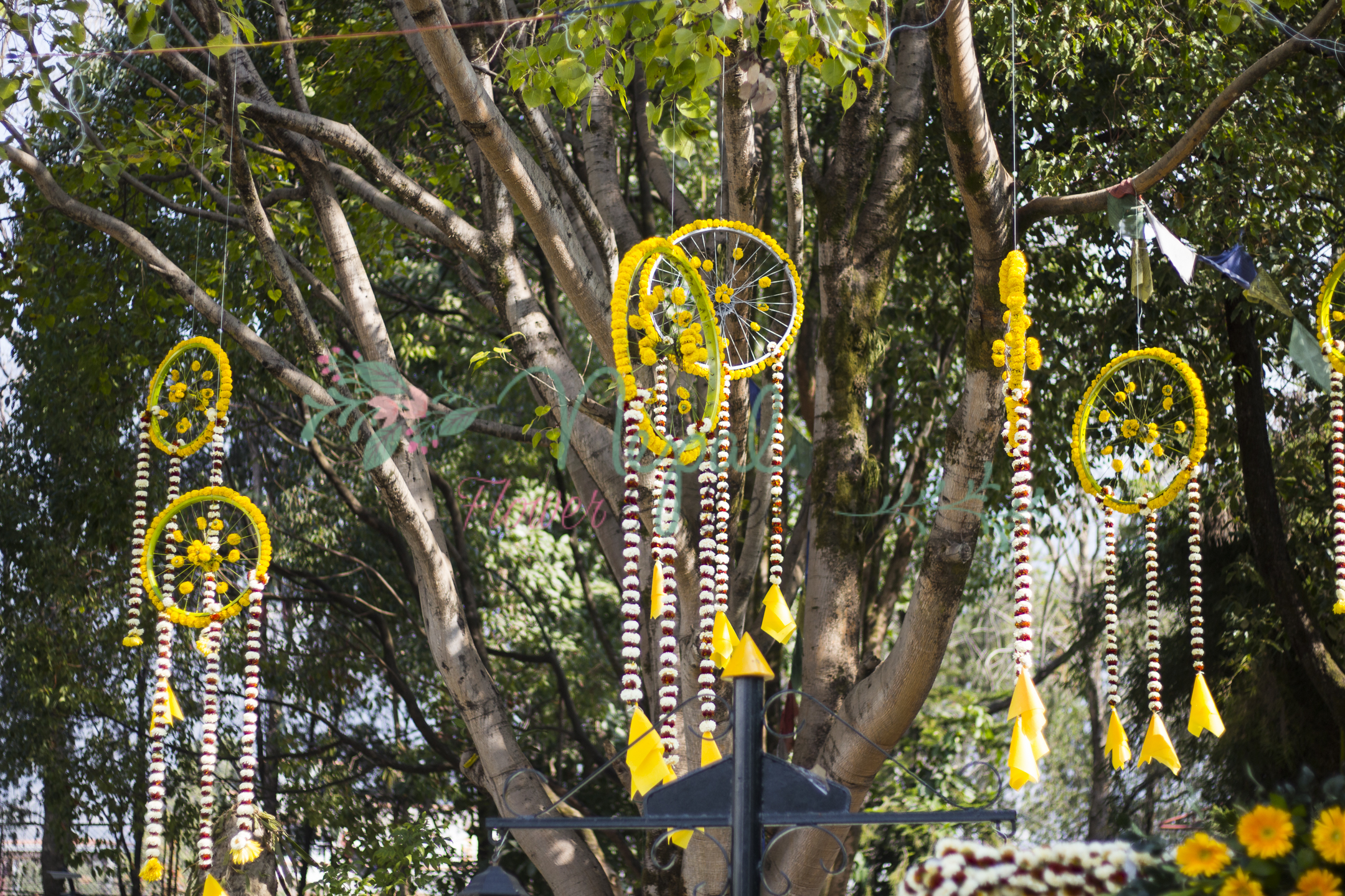 ficus lyatra fiddle fig