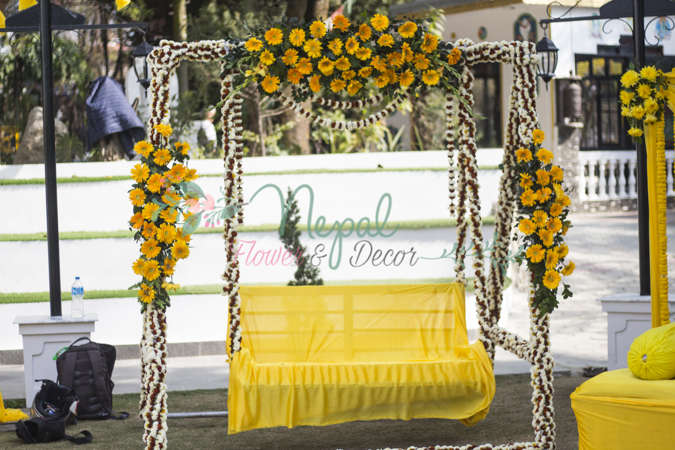 ficus lyatra fiddle fig