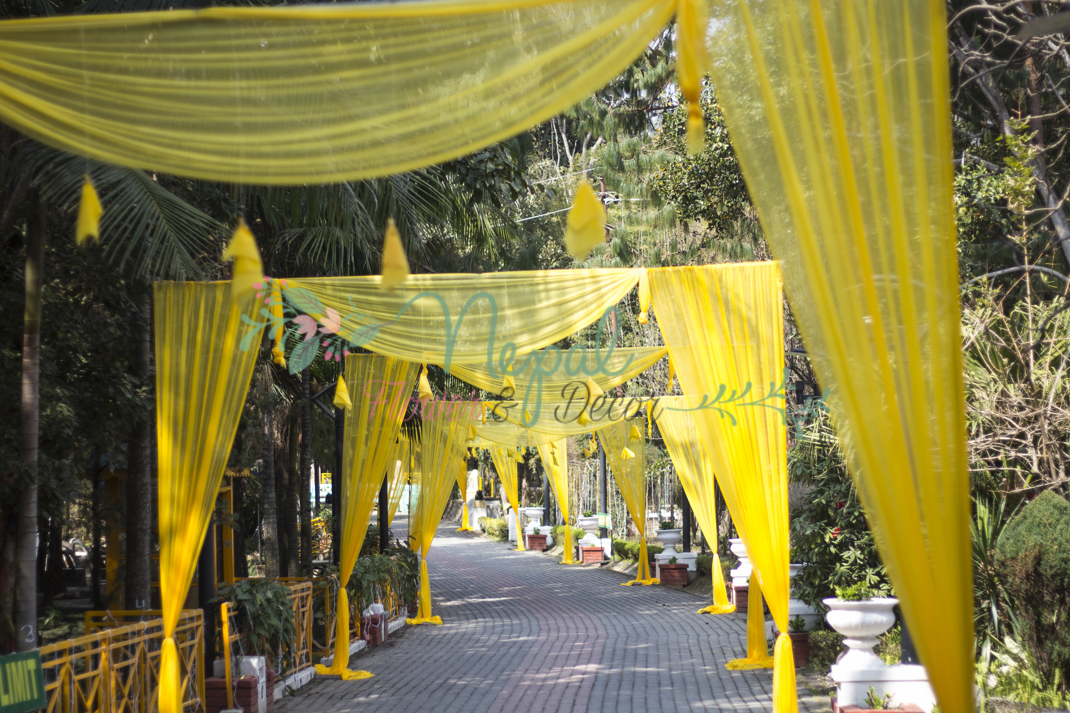 ficus lyatra fiddle fig