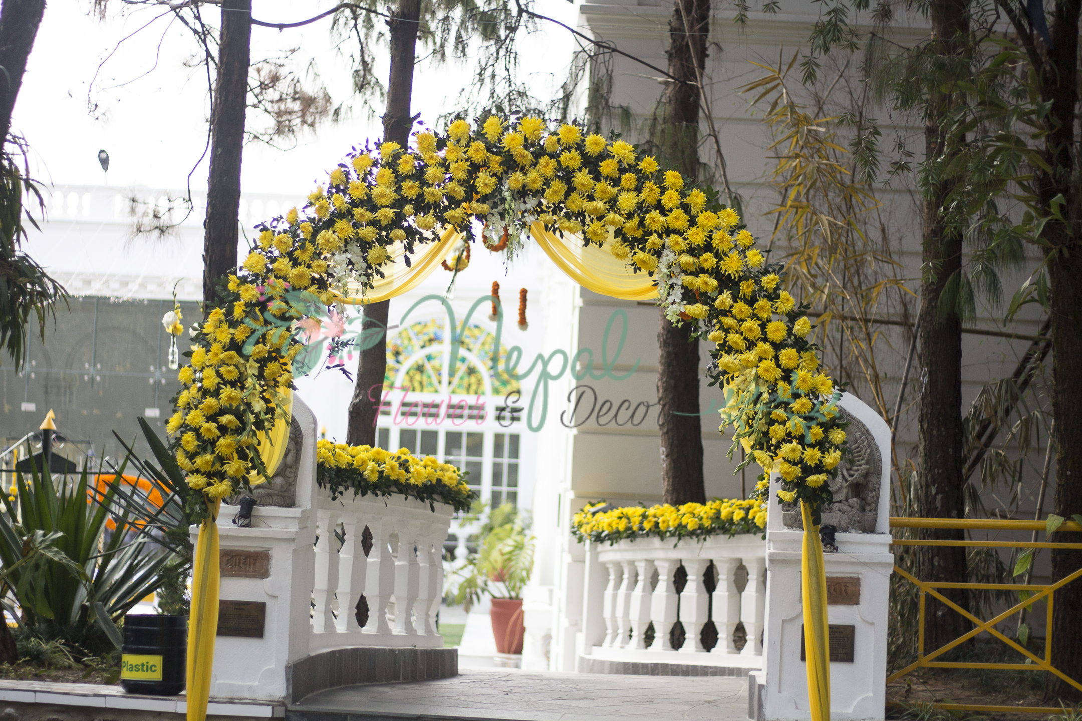 ficus lyatra fiddle fig