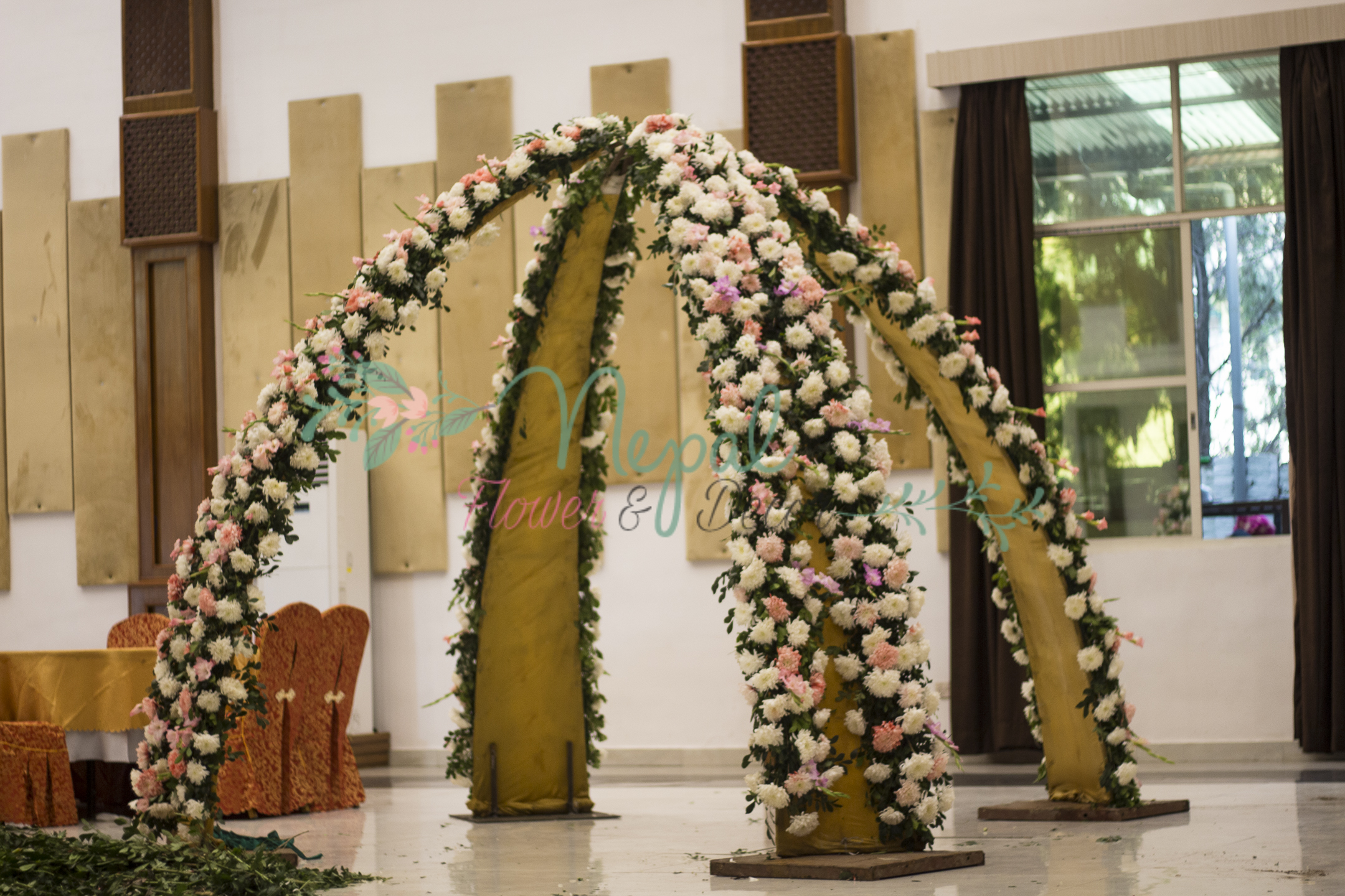 ficus lyatra fiddle fig