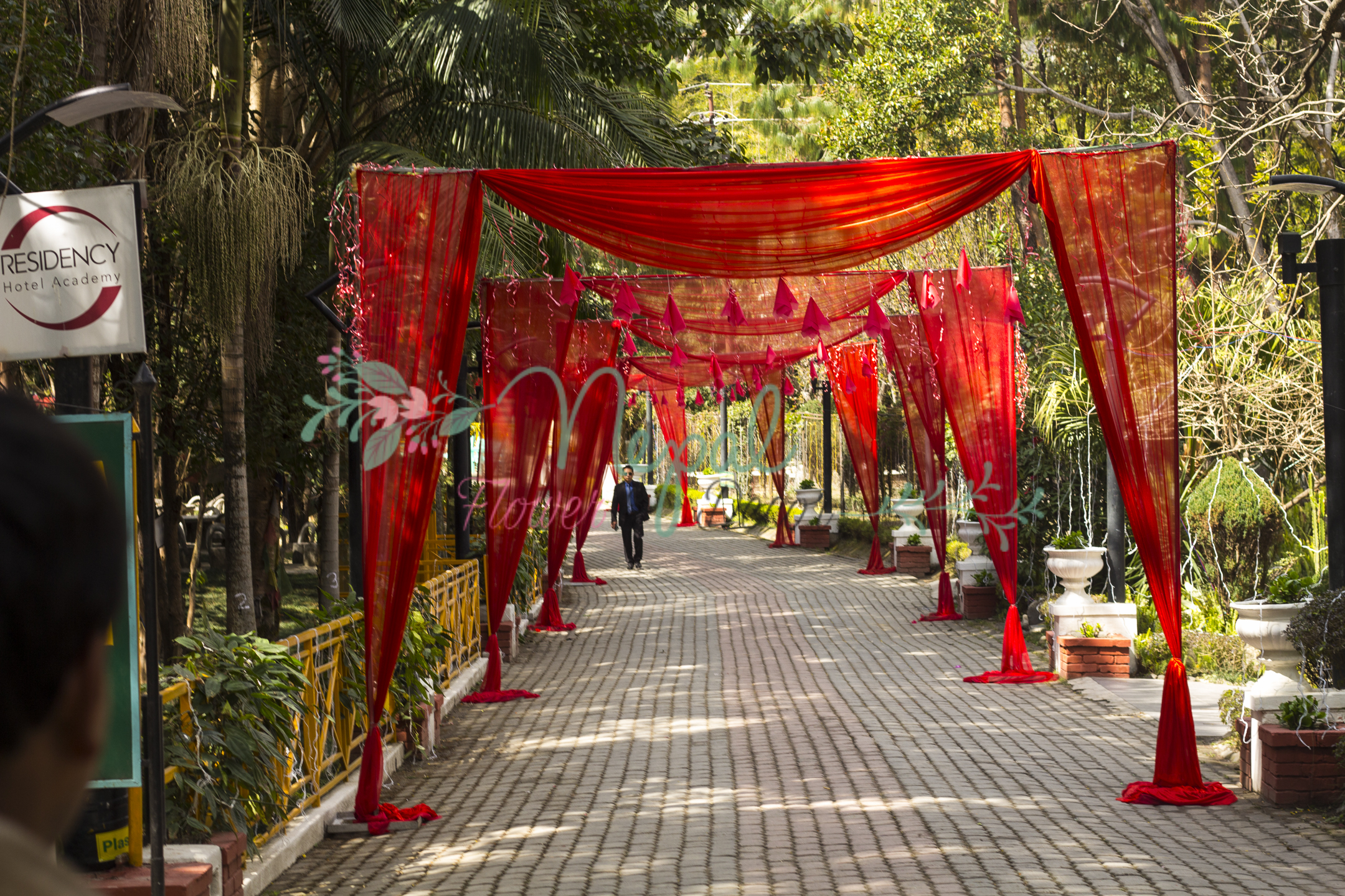 ficus lyatra fiddle fig