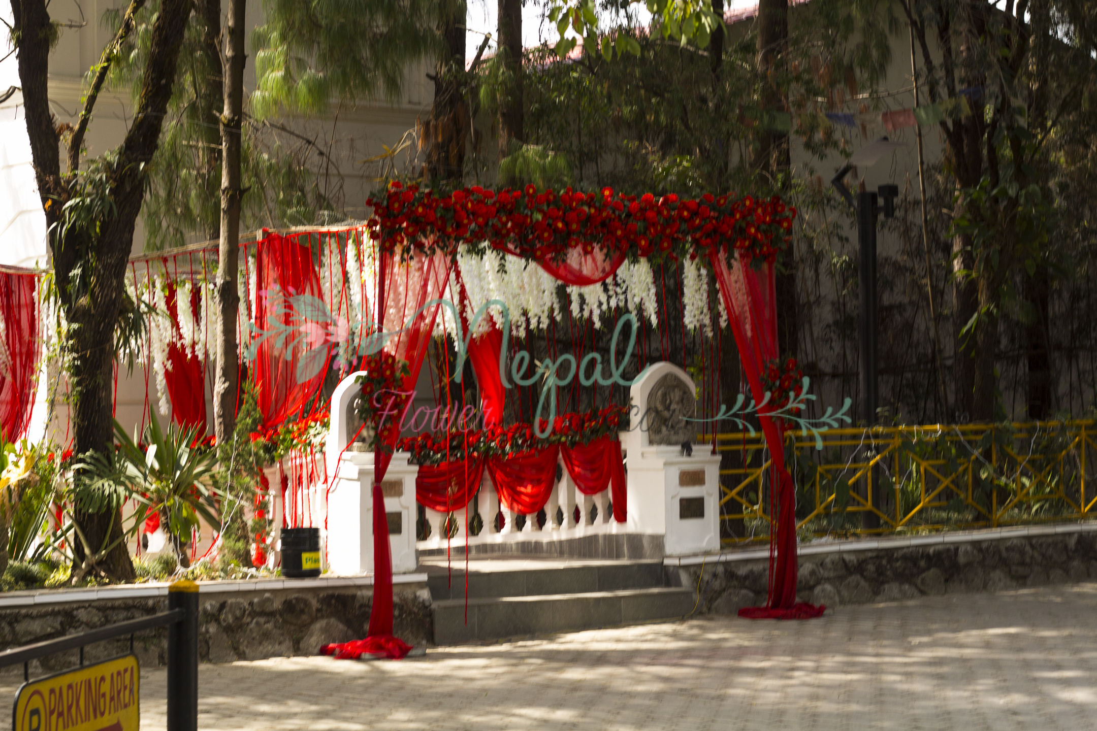 ficus lyatra fiddle fig