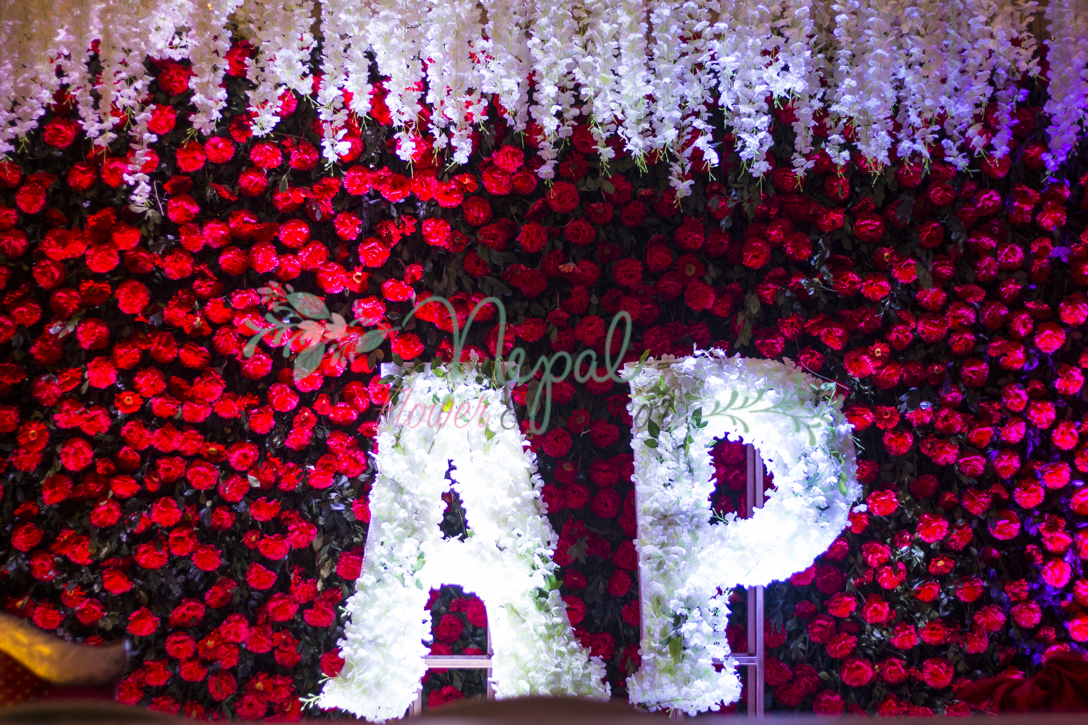 ficus lyatra fiddle fig