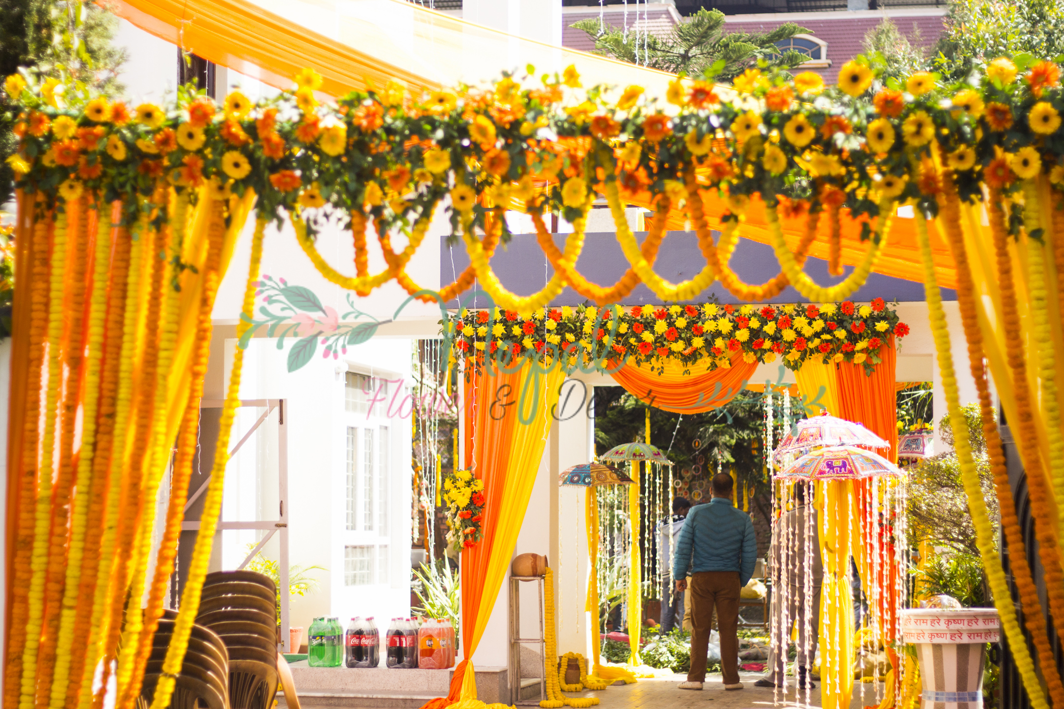 ficus lyatra fiddle fig