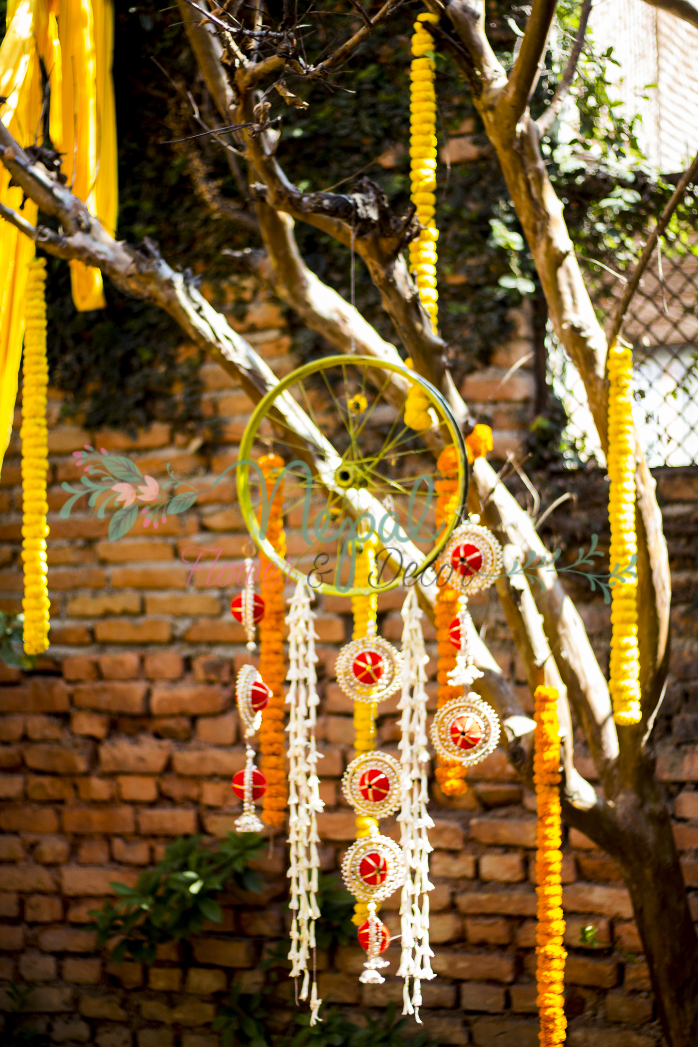 ficus lyatra fiddle fig