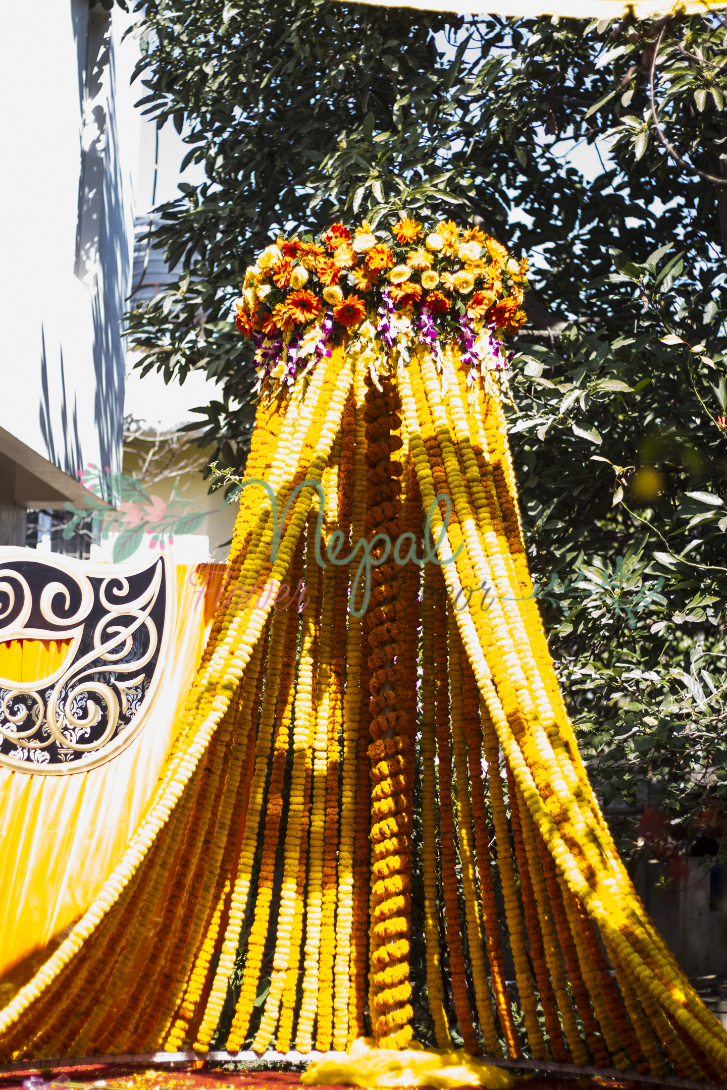 ficus lyatra fiddle fig