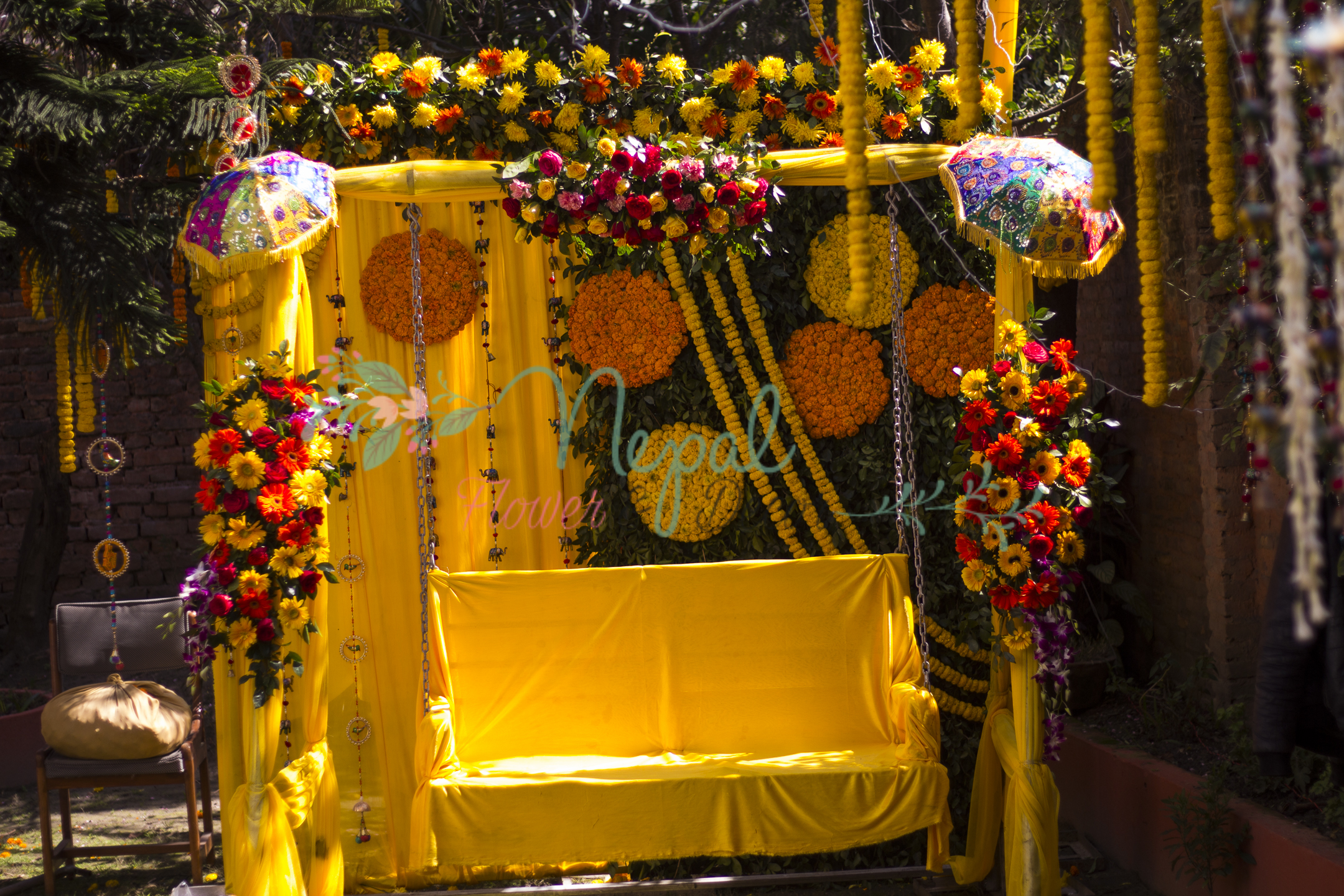 ficus lyatra fiddle fig