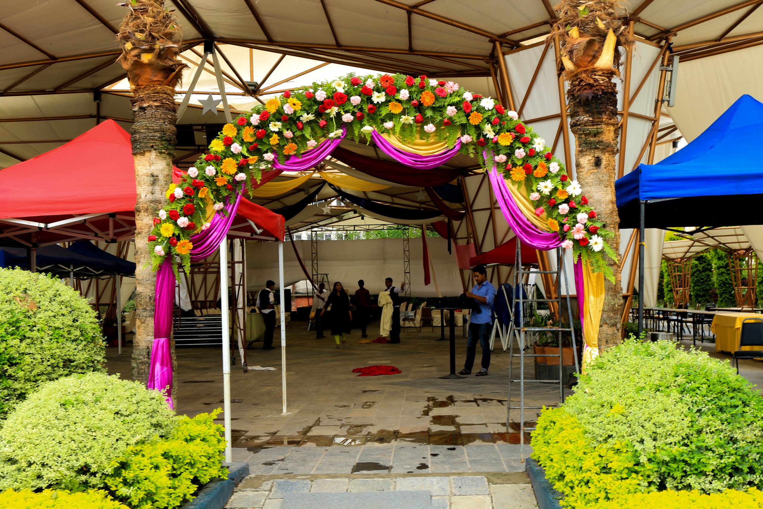 ficus lyatra fiddle fig