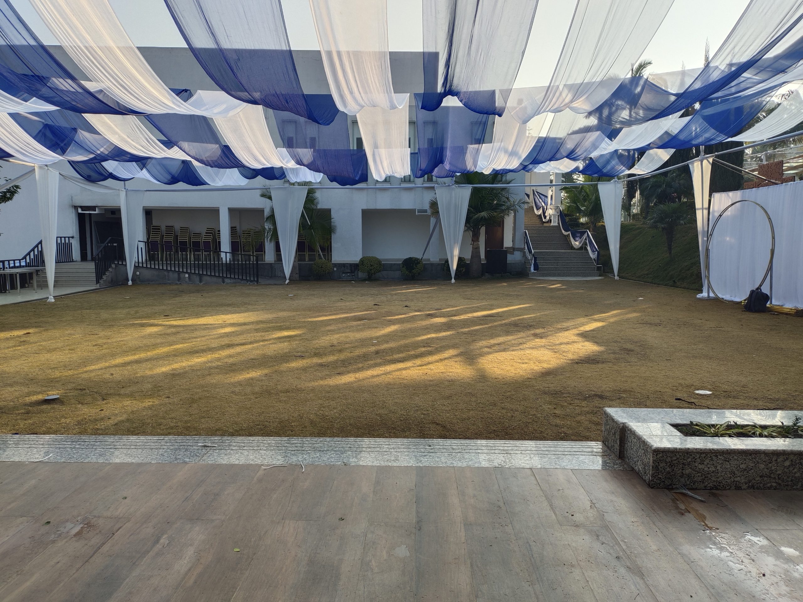 ficus lyatra fiddle fig