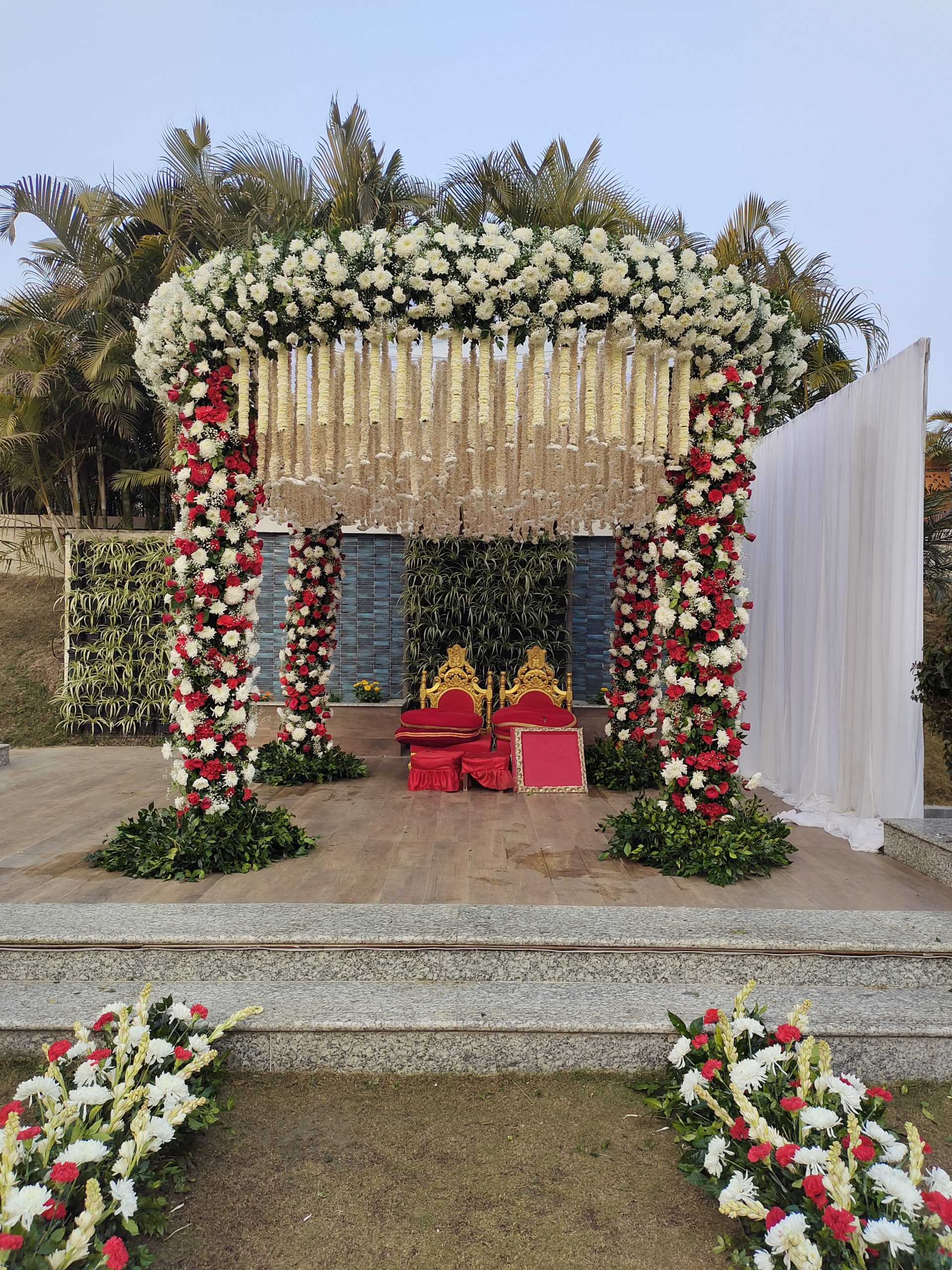 ficus lyatra fiddle fig