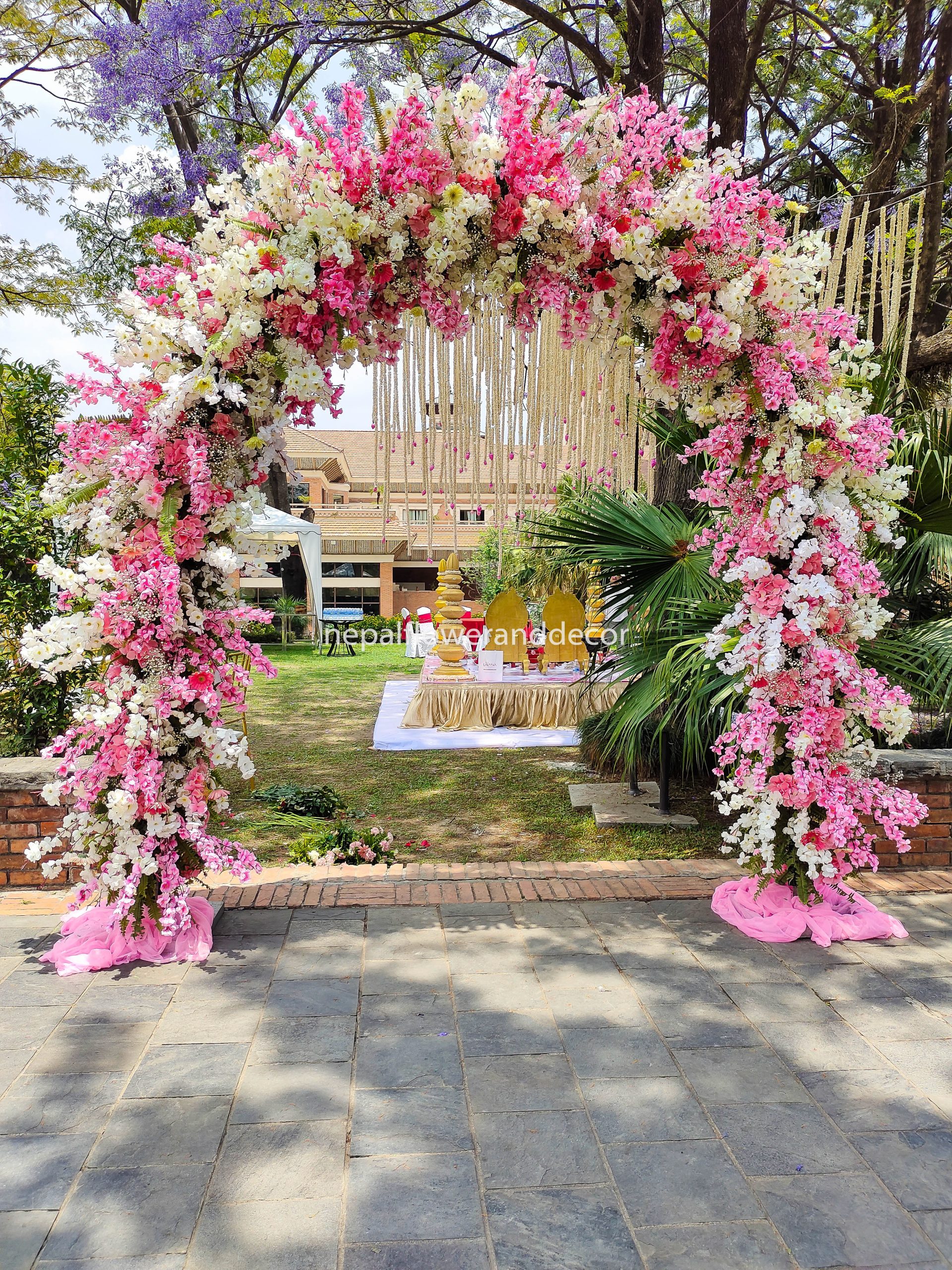 ficus lyatra fiddle fig