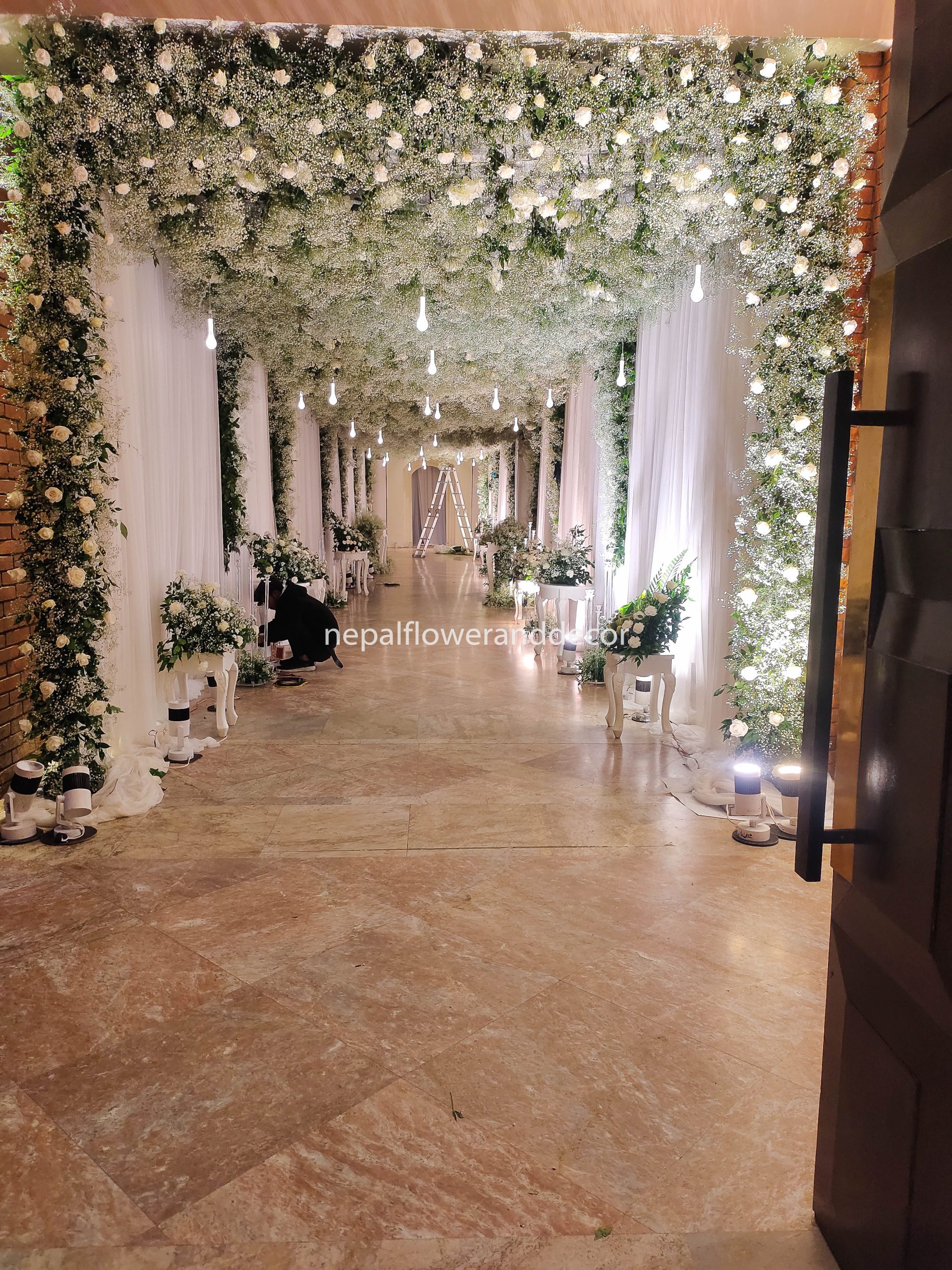 ficus lyatra fiddle fig