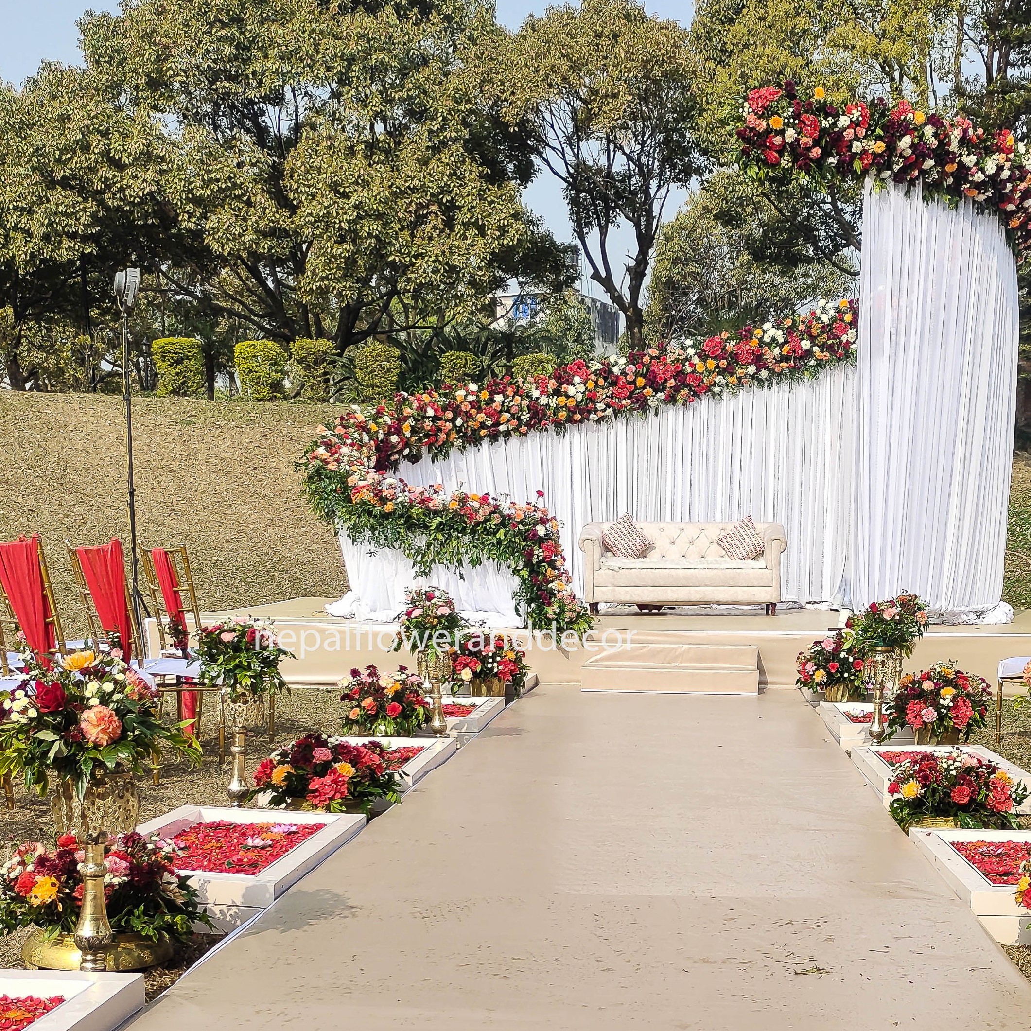 ficus lyatra fiddle fig