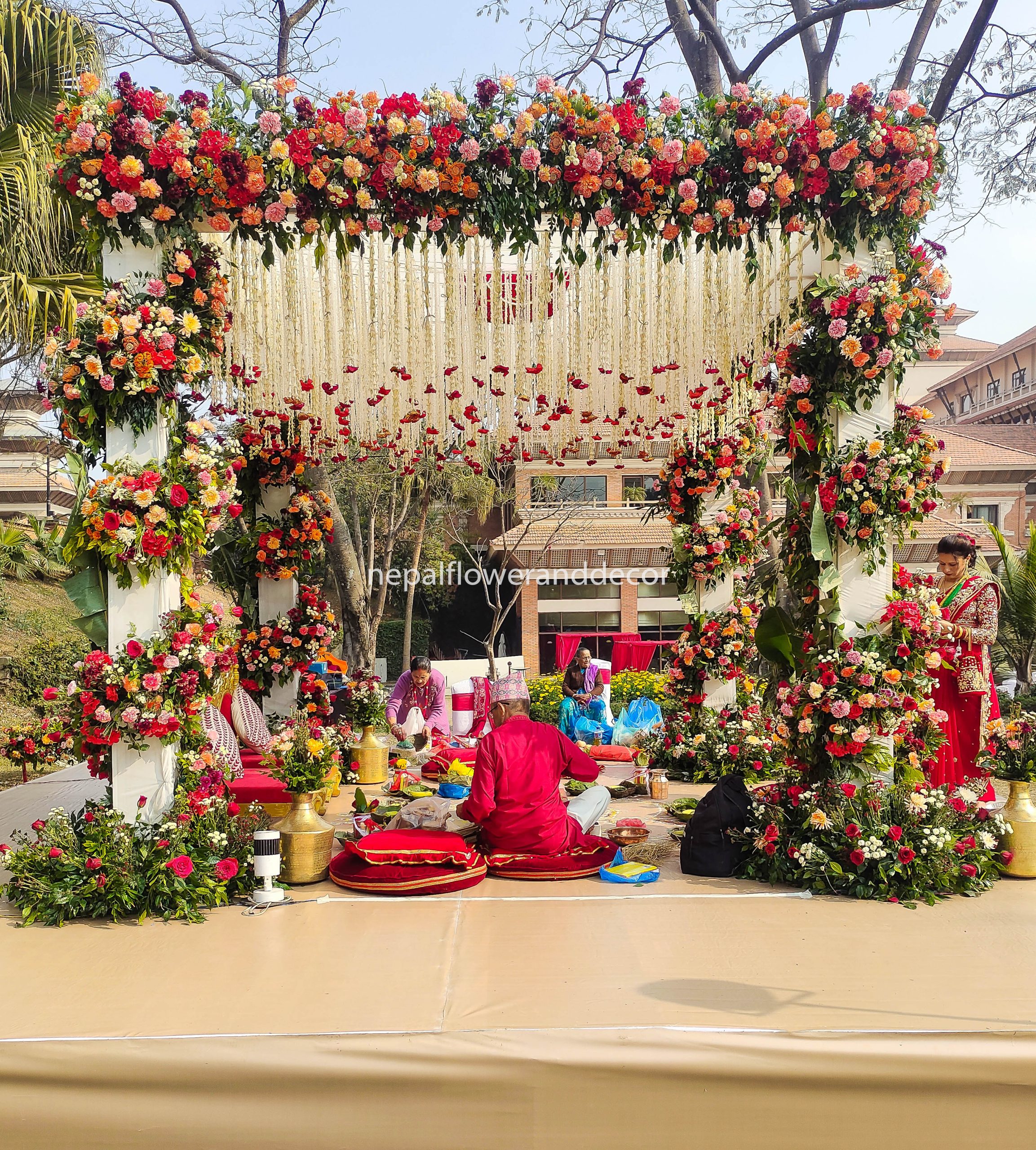 ficus lyatra fiddle fig