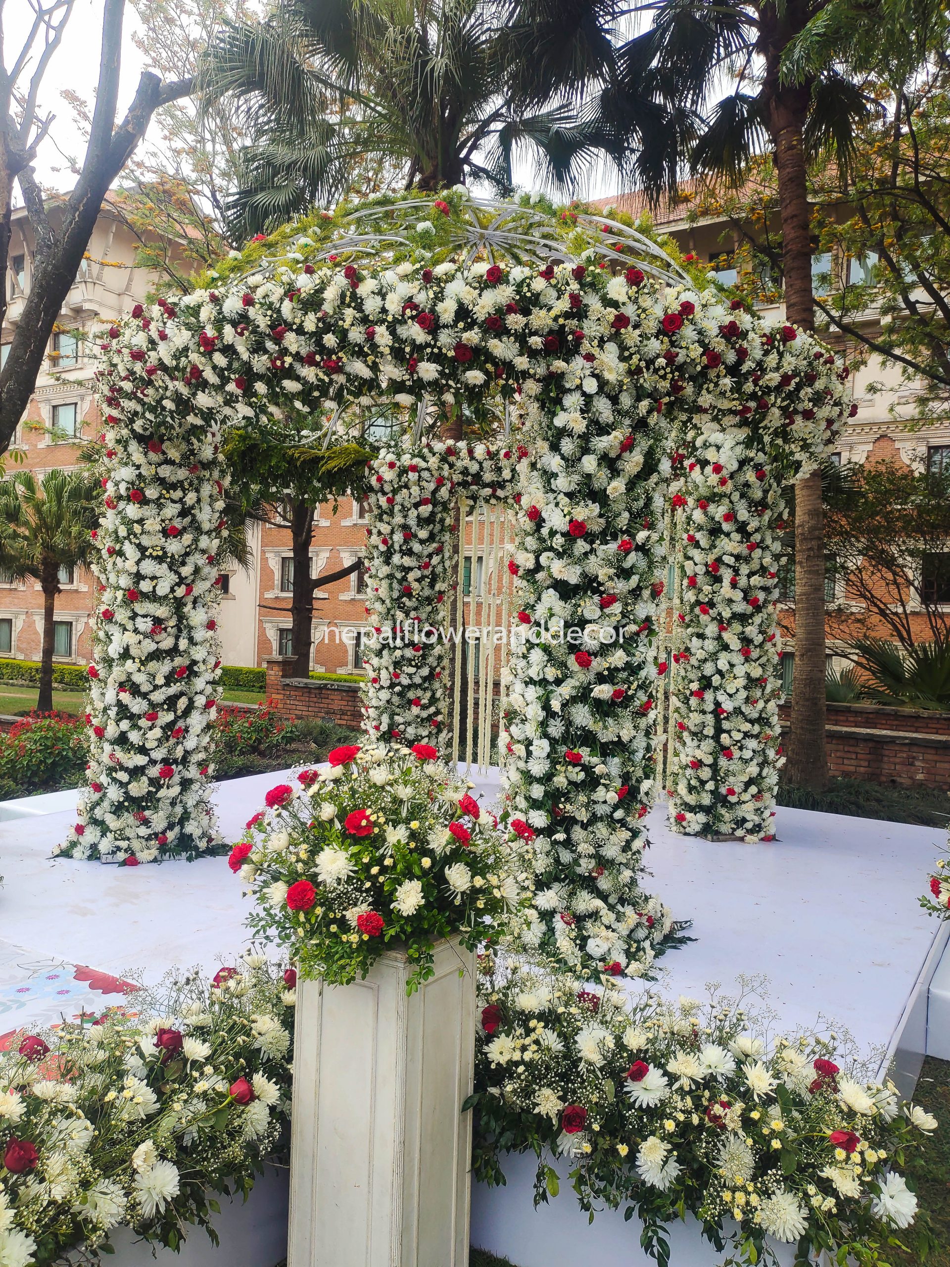 ficus lyatra fiddle fig