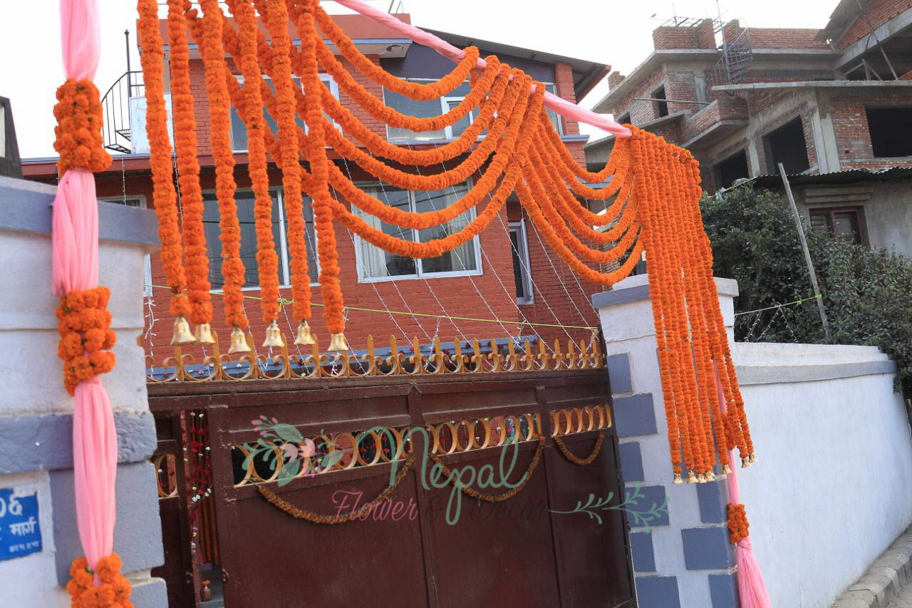 ficus lyatra fiddle fig