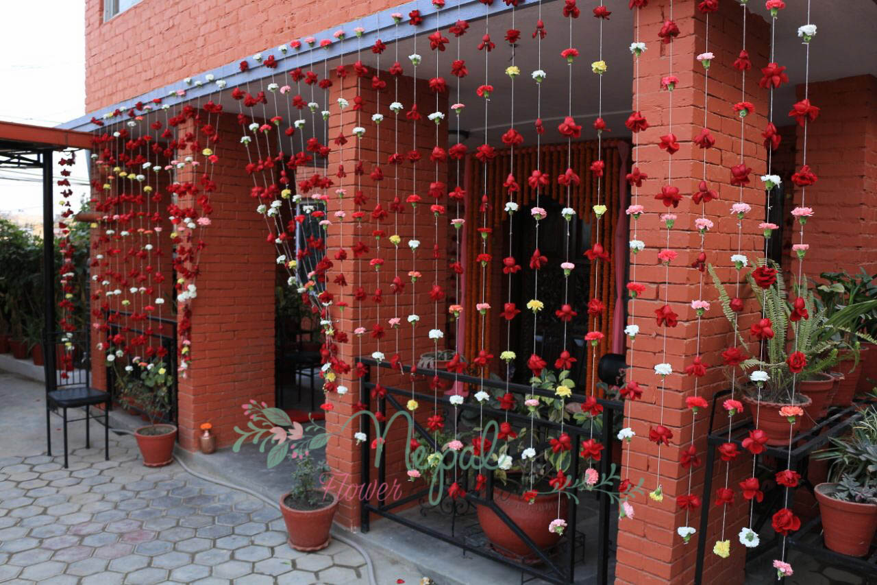 ficus lyatra fiddle fig