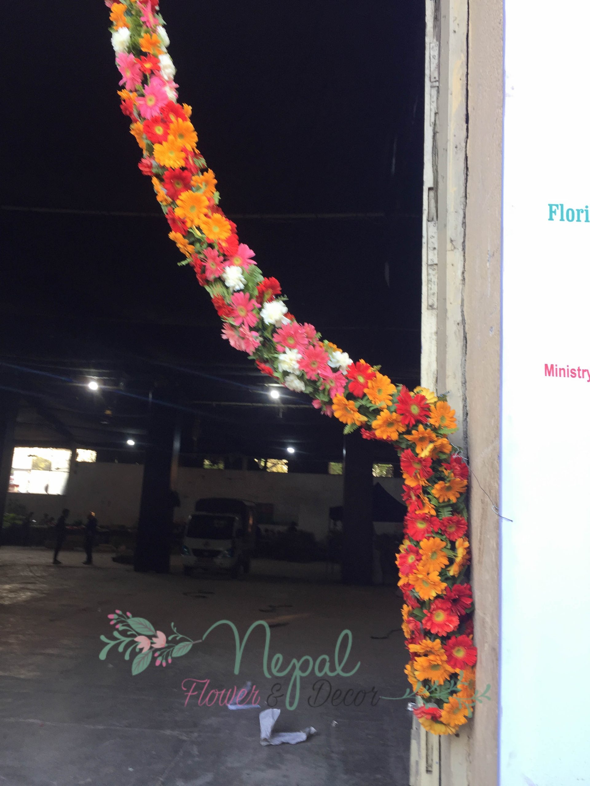 ficus lyatra fiddle fig