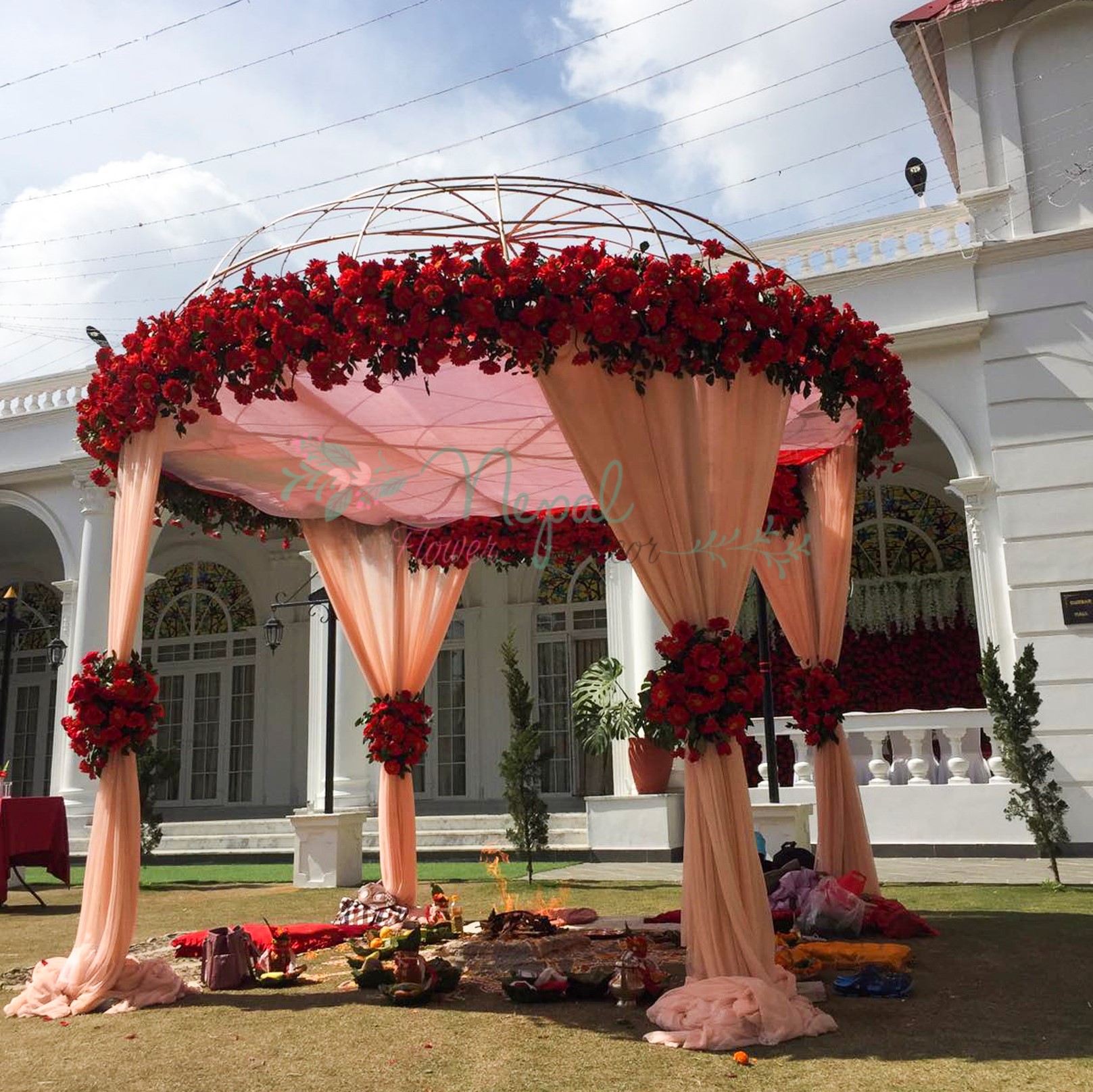 ficus lyatra fiddle fig