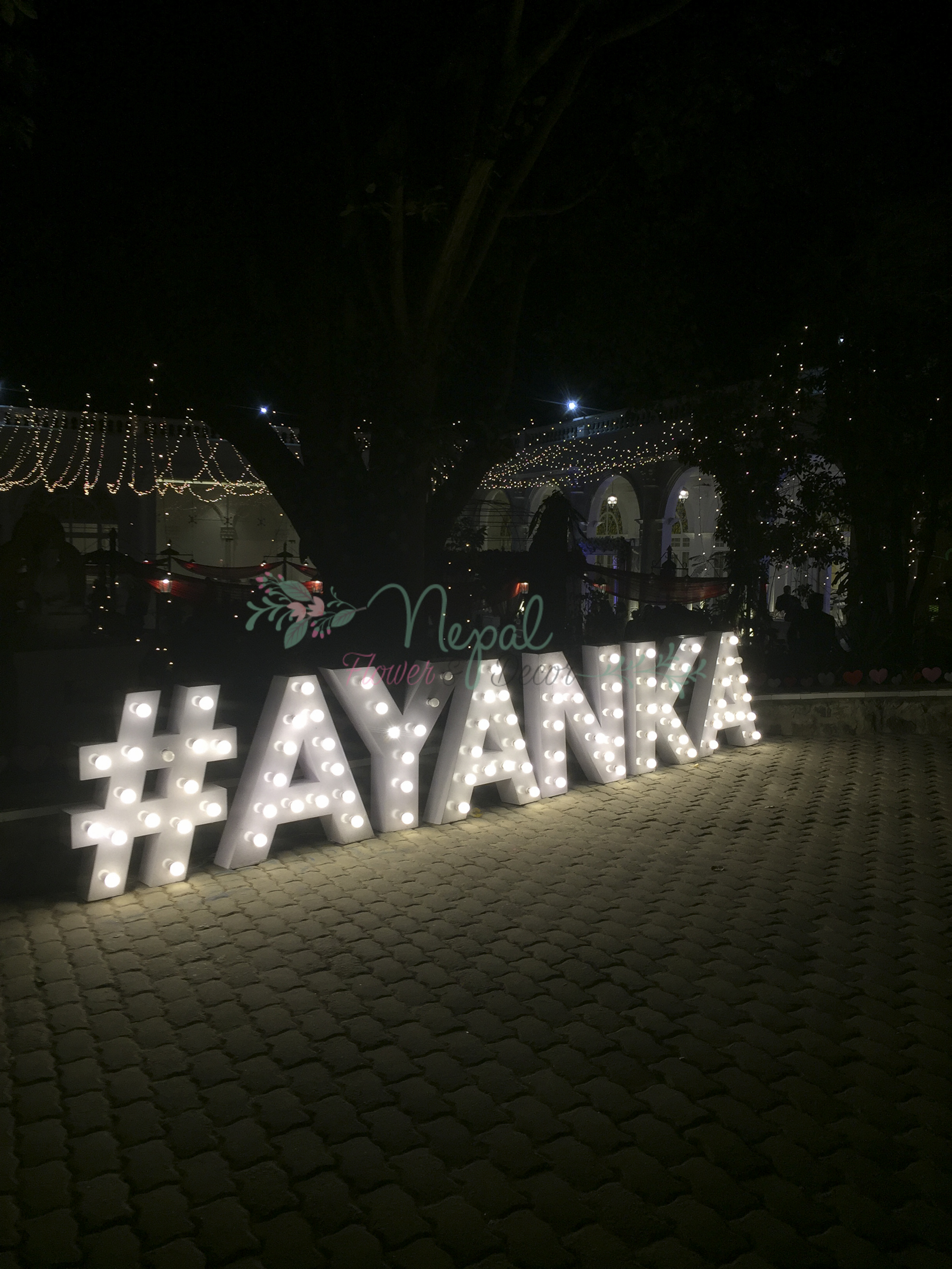 ficus lyatra fiddle fig