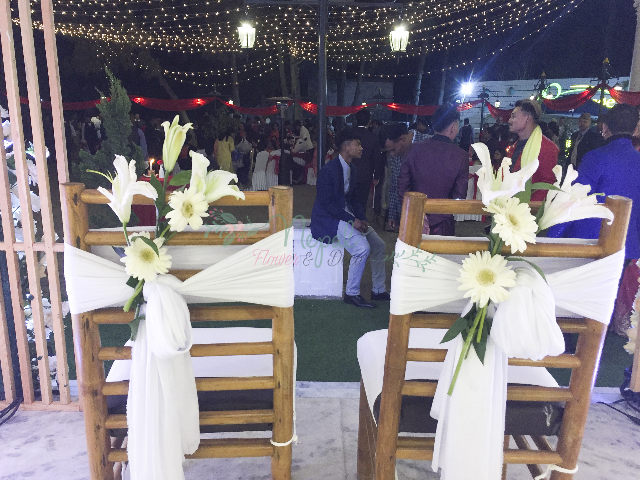 ficus lyatra fiddle fig