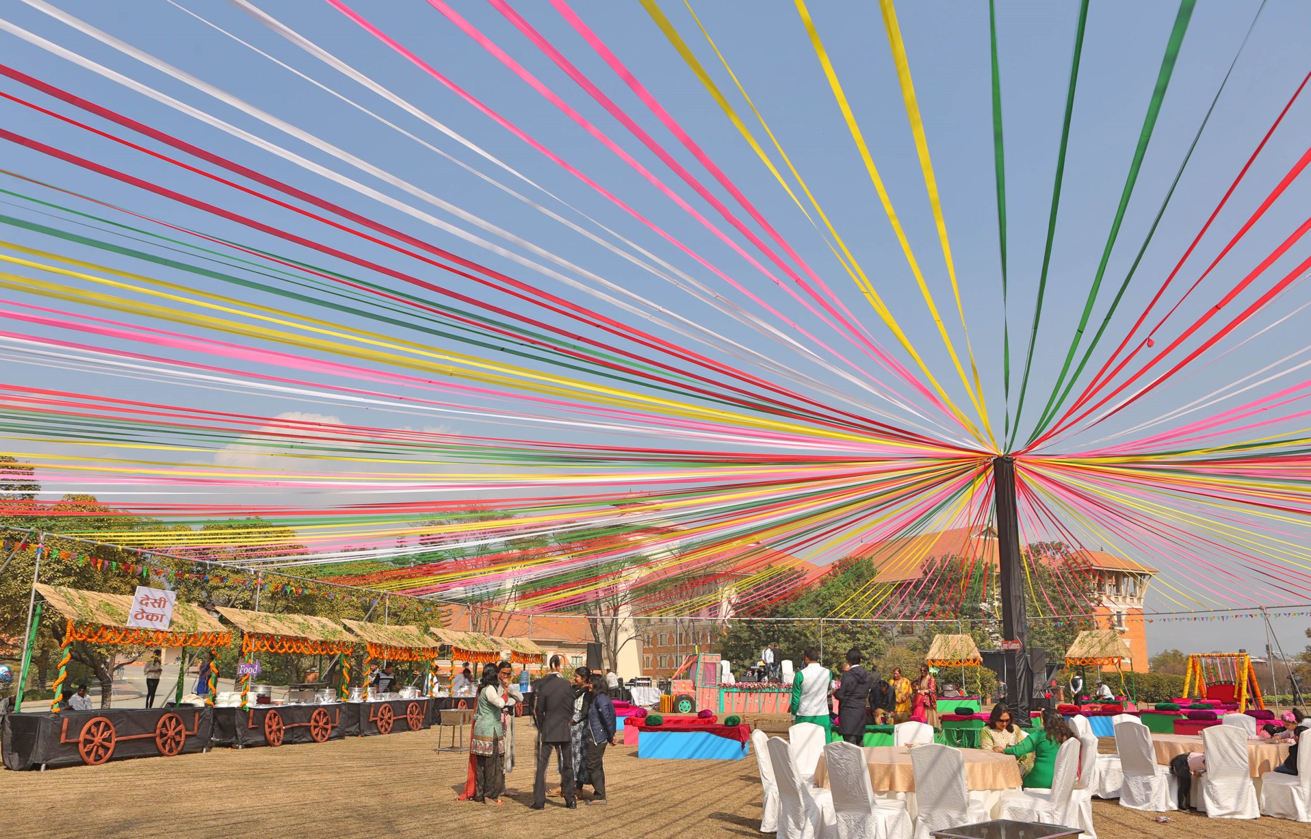 ficus lyatra fiddle fig