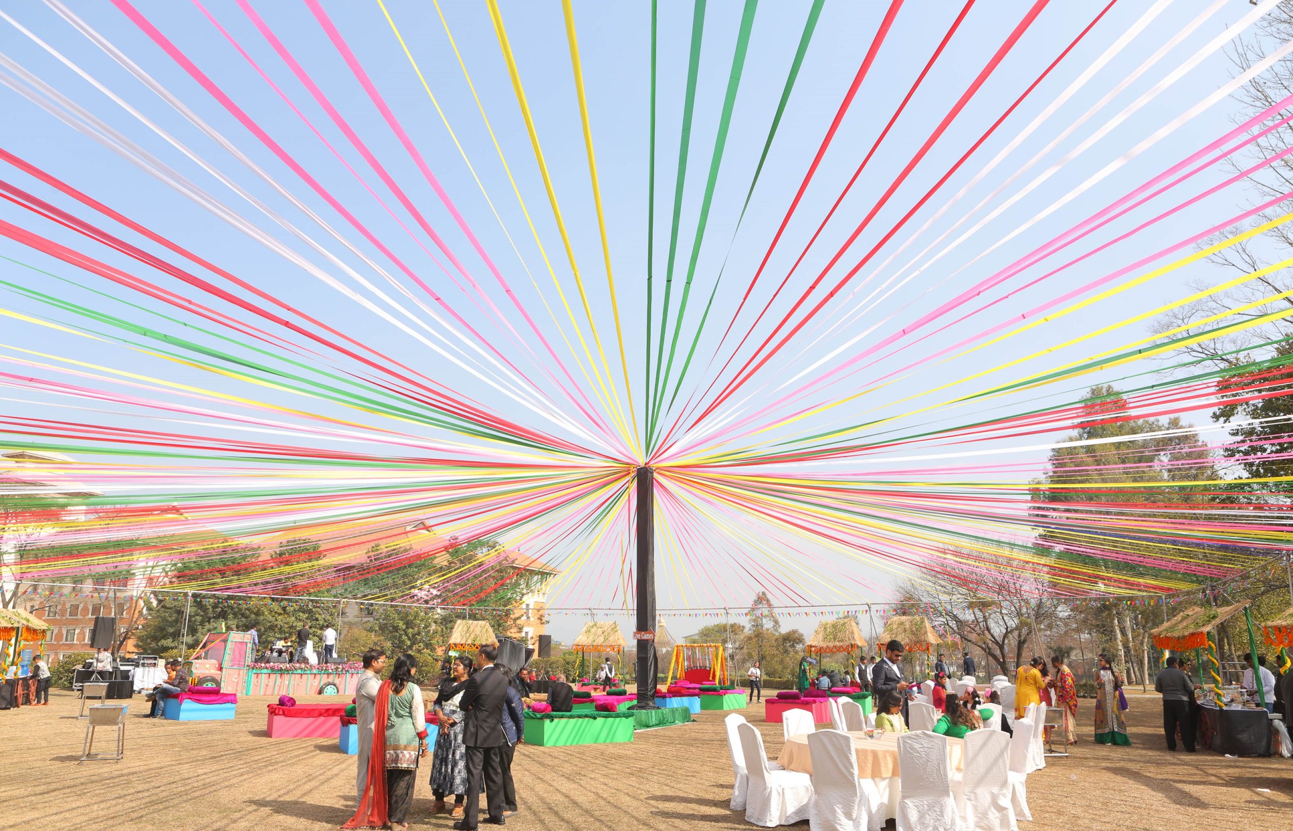 ficus lyatra fiddle fig