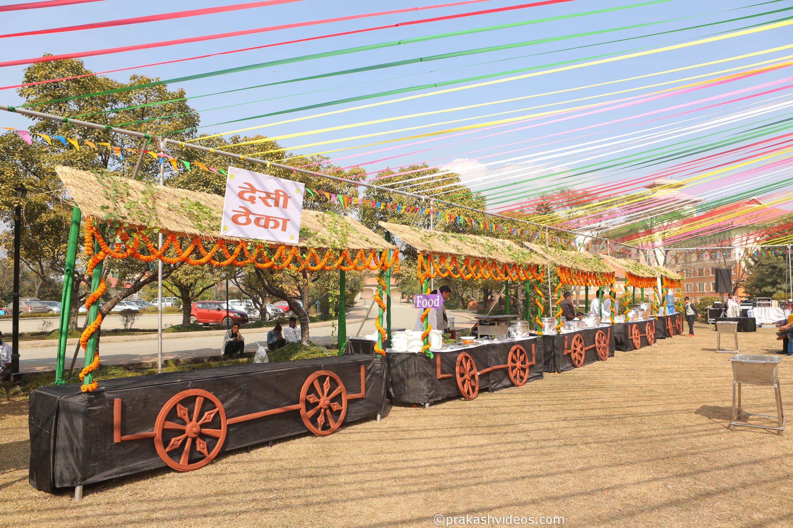 ficus lyatra fiddle fig